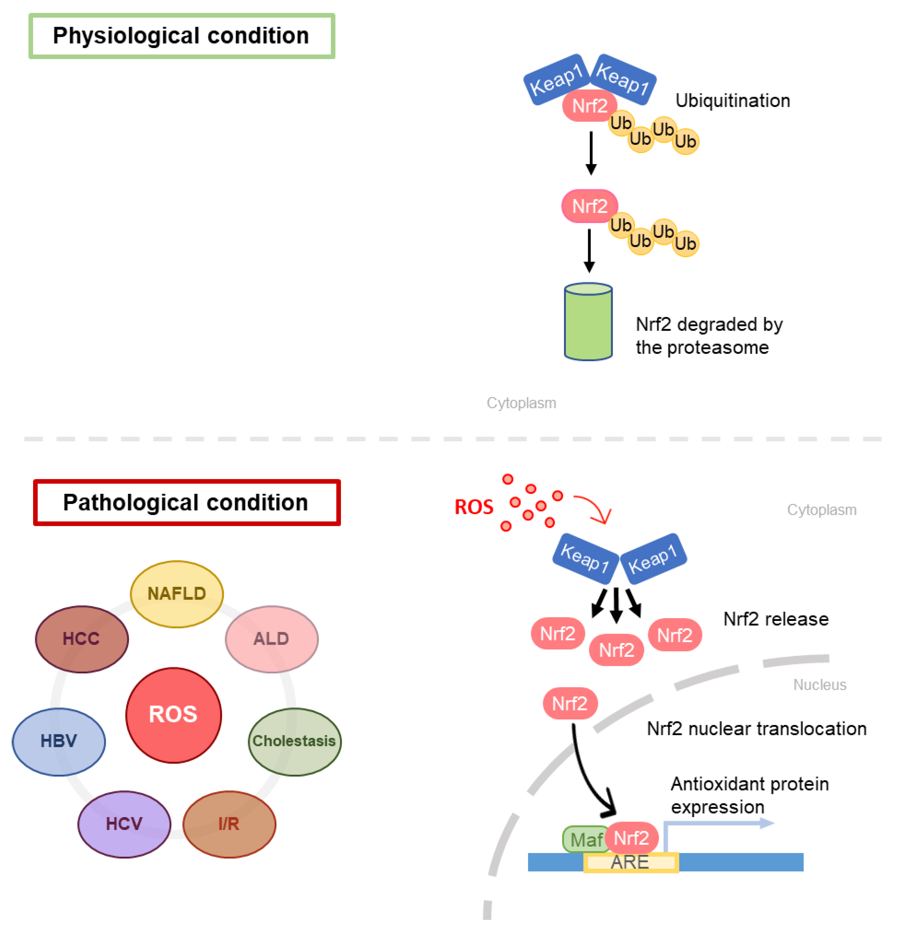 Antioxidants 10 00364 g006 Antioxidants 10 00364 g006