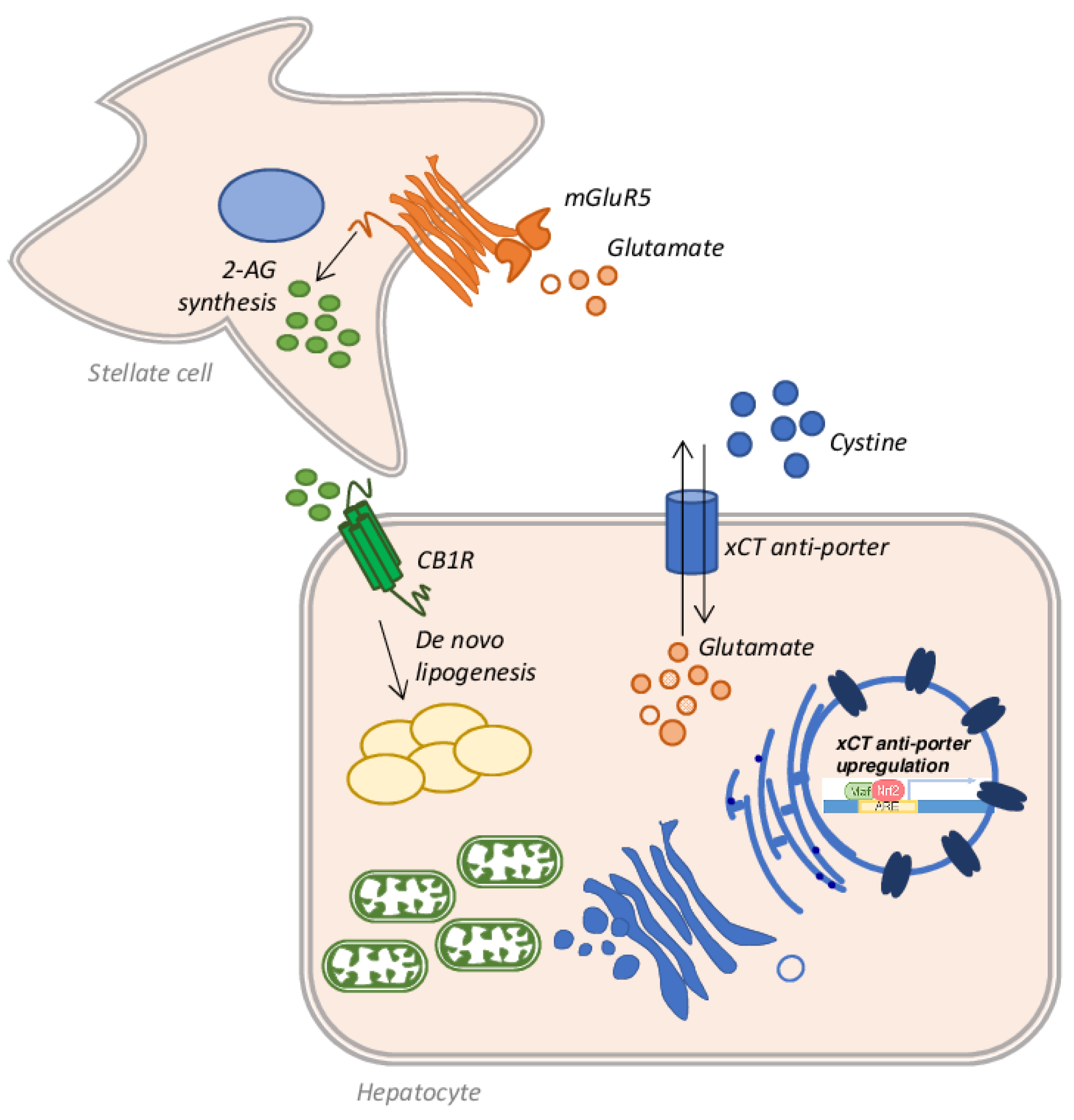 Antioxidants 10 00364 g007 Antioxidants 10 00364 g007