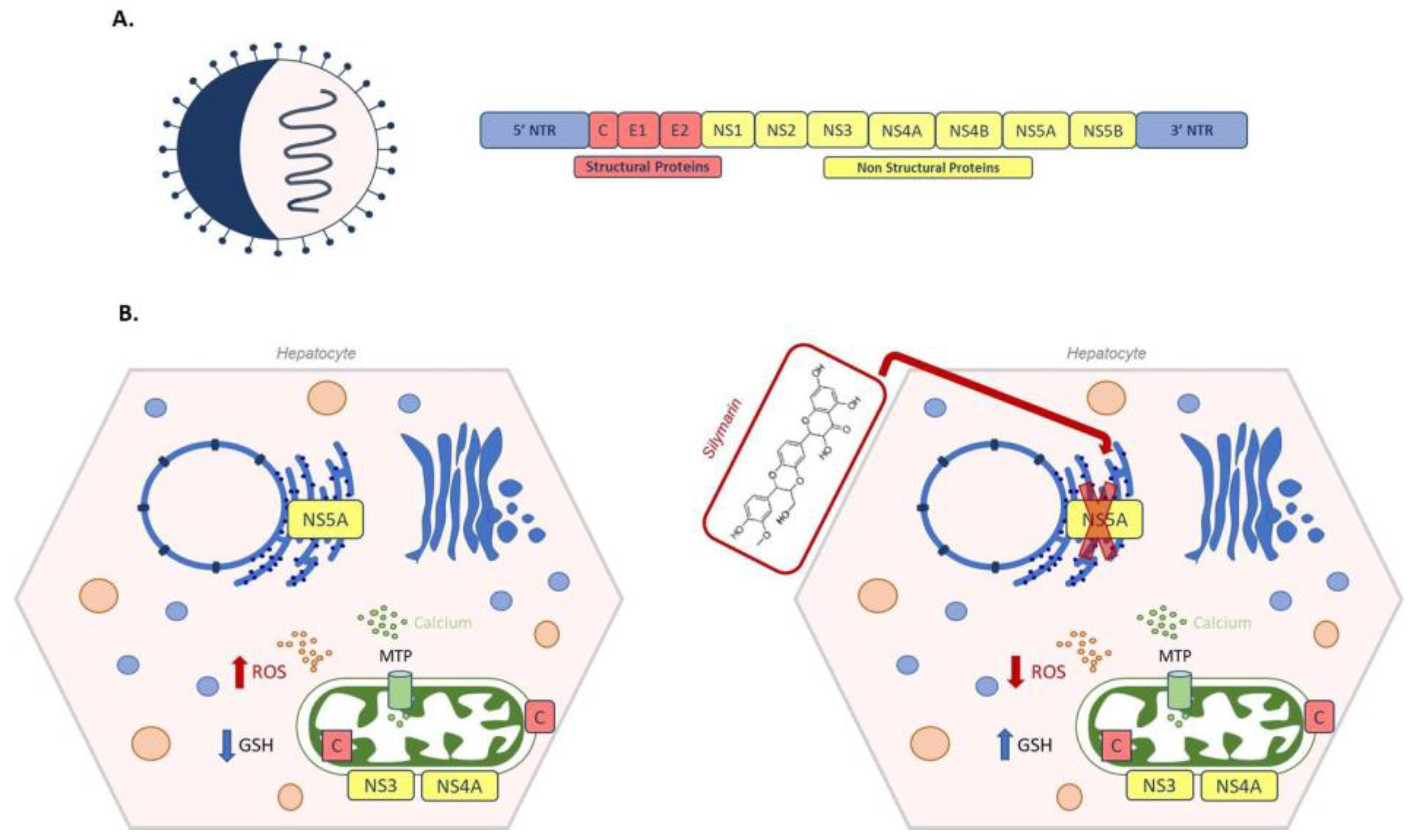 Antioxidants 10 00364 g008 Antioxidants 10 00364 g008
