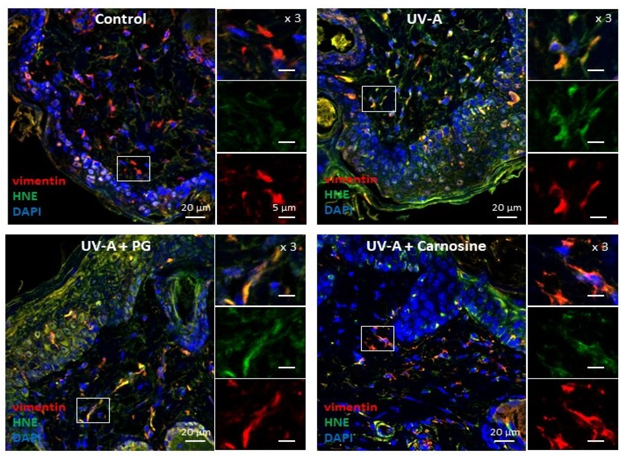 Antioxidants 10 00365 g001
