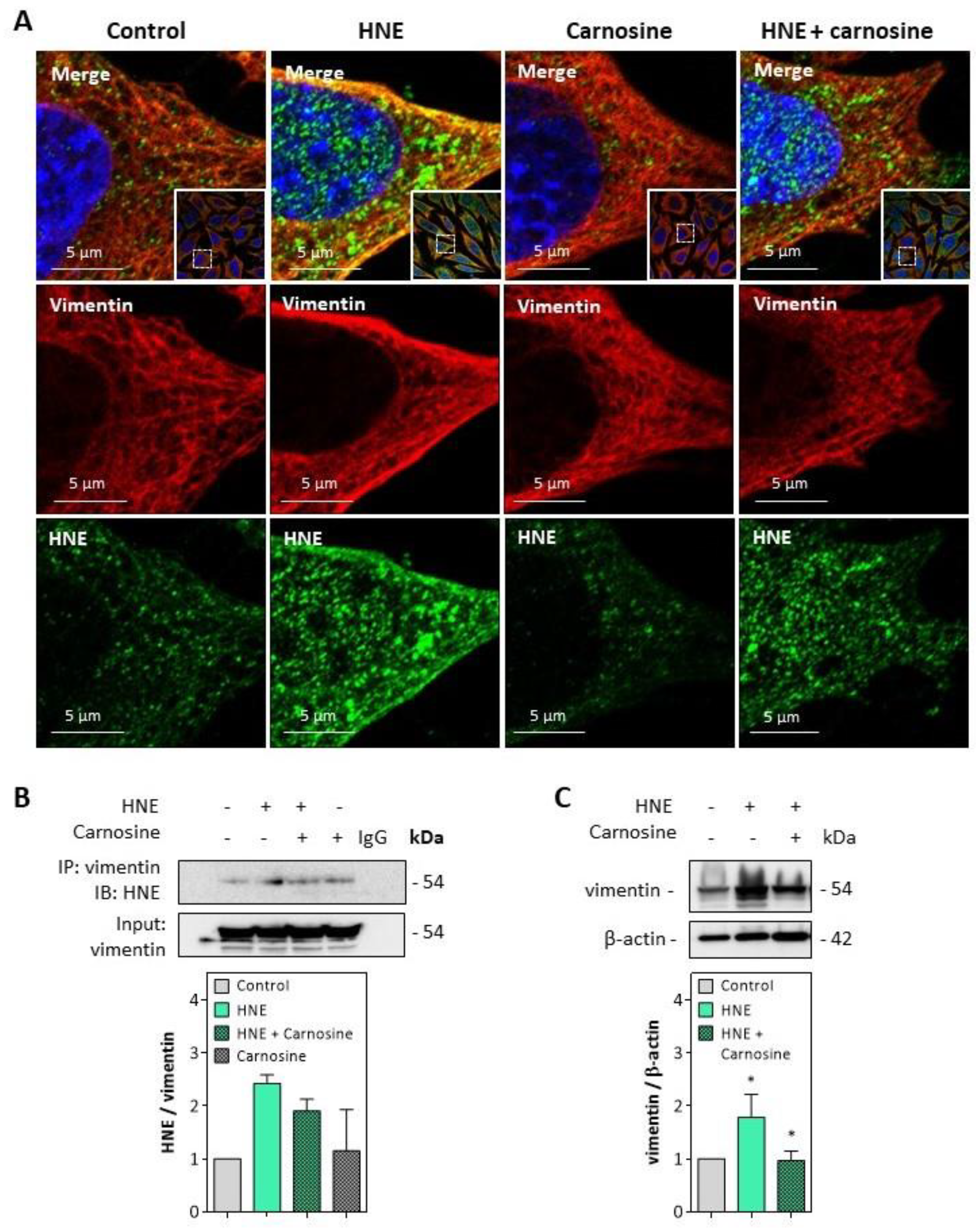Antioxidants 10 00365 g005