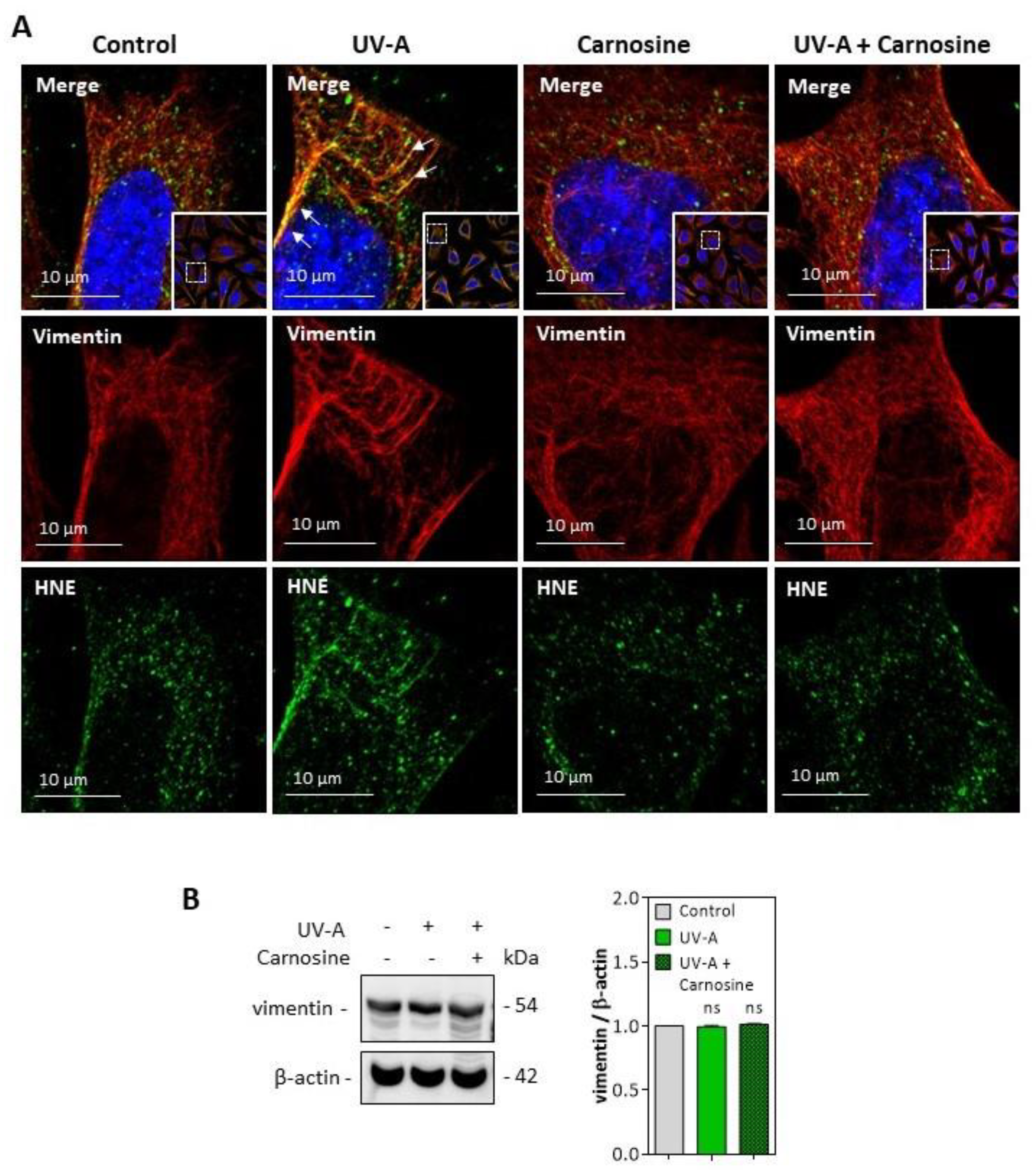Antioxidants 10 00365 g006