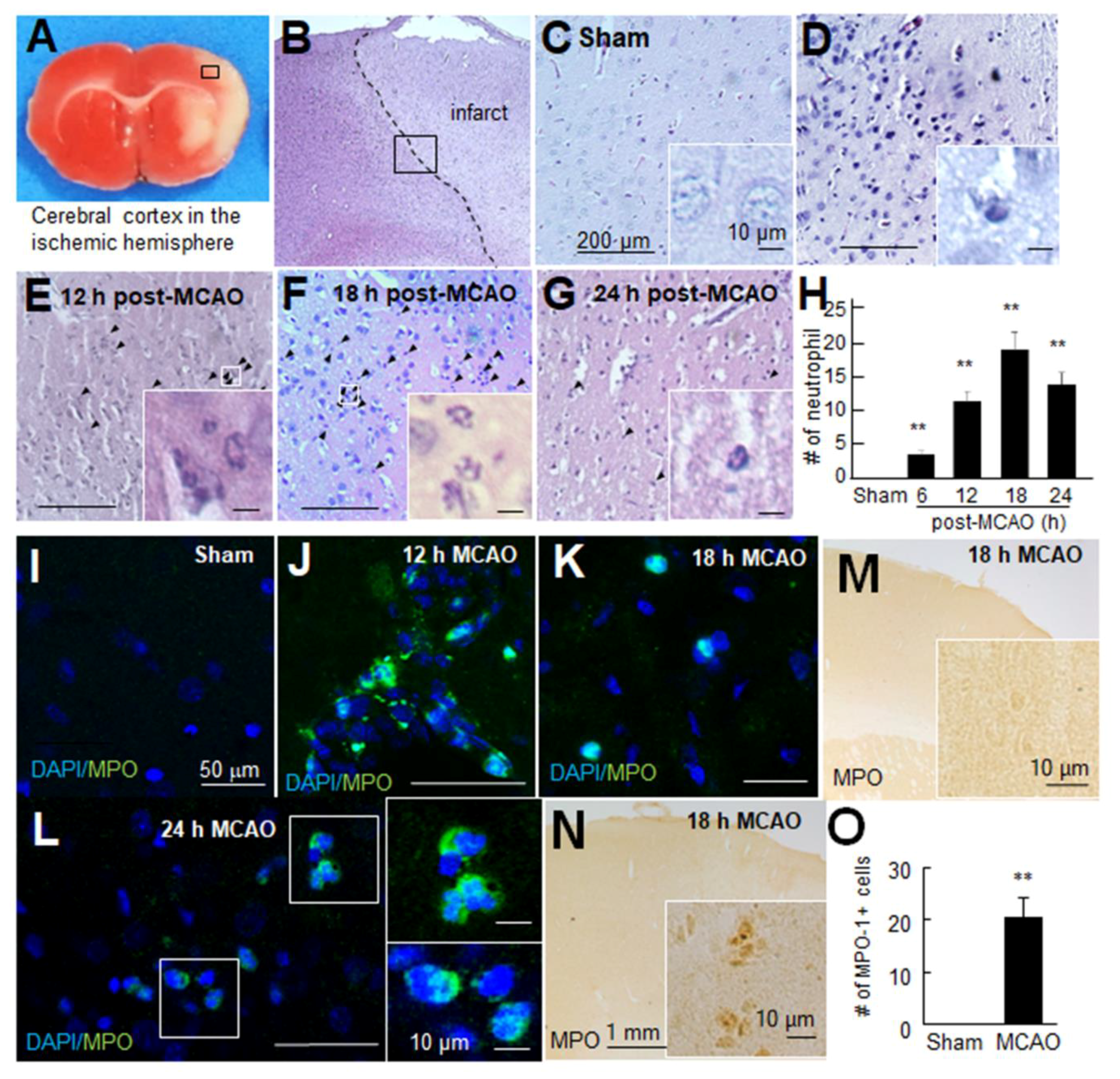 Antioxidants 10 00372 g003 Antioxidants 10 00372 g003