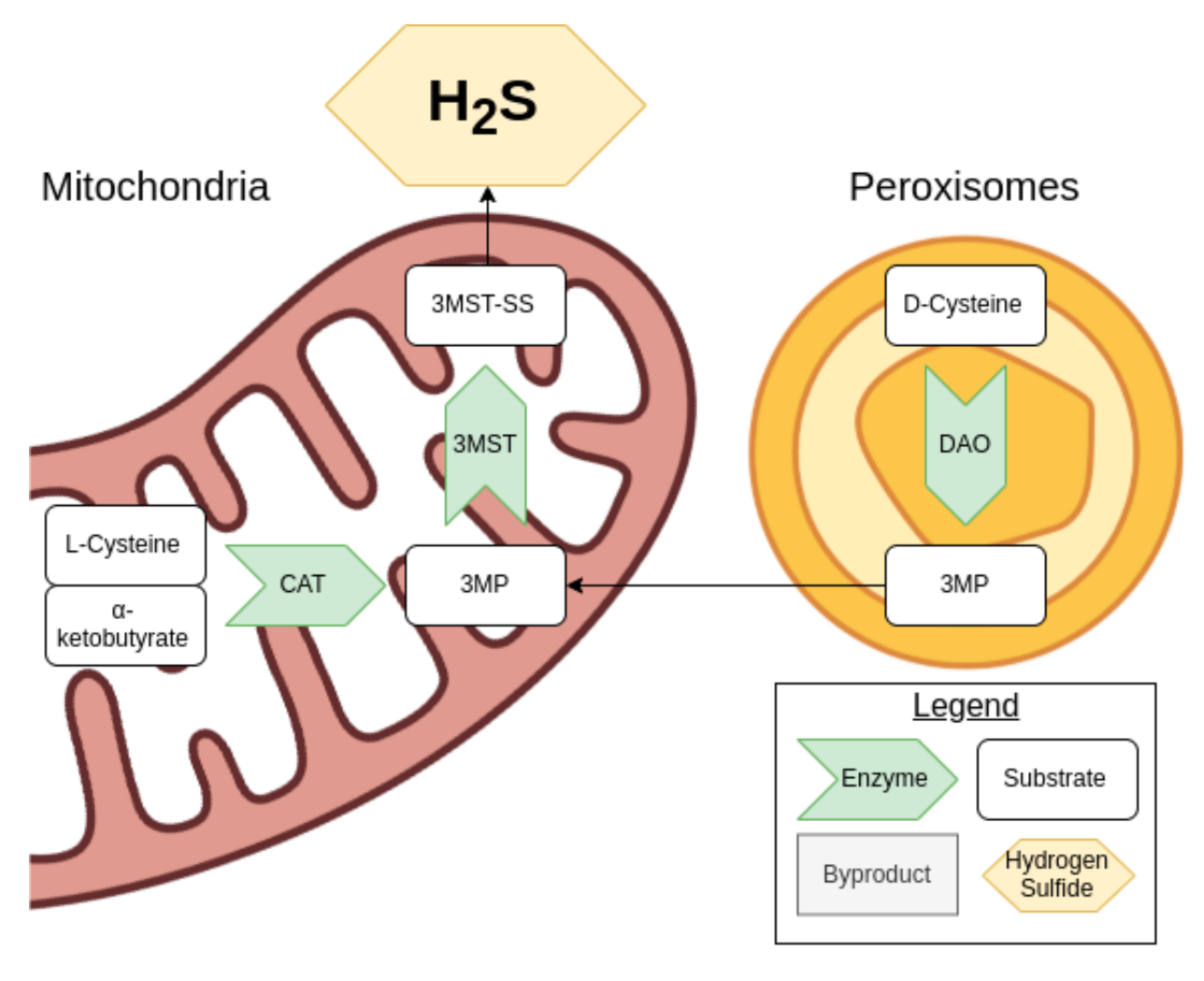 Antioxidants 10 00373 g002