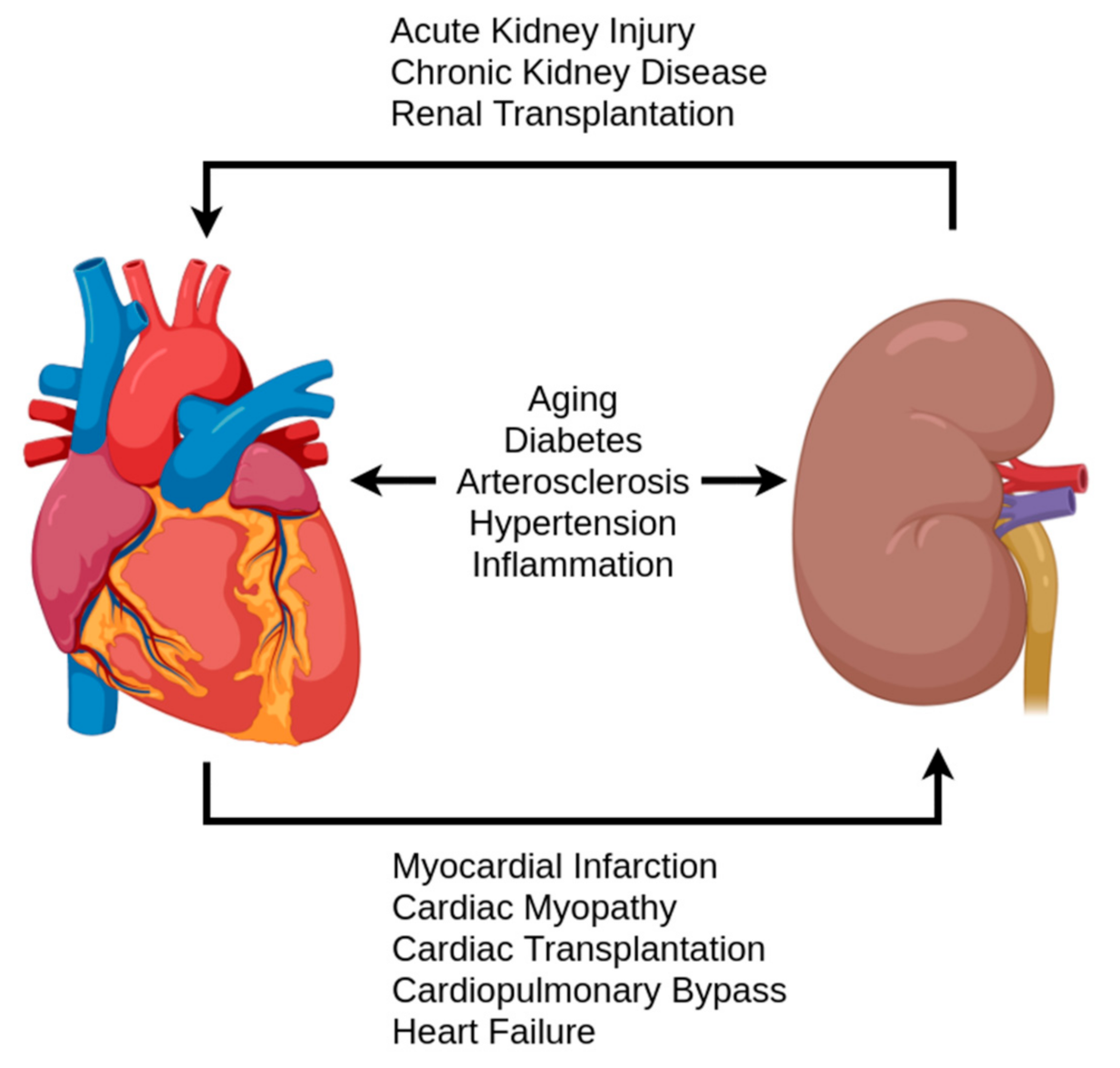 Antioxidants 10 00373 g004