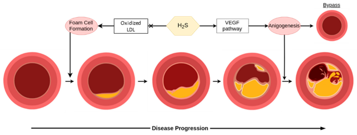 Antioxidants 10 00373 g005