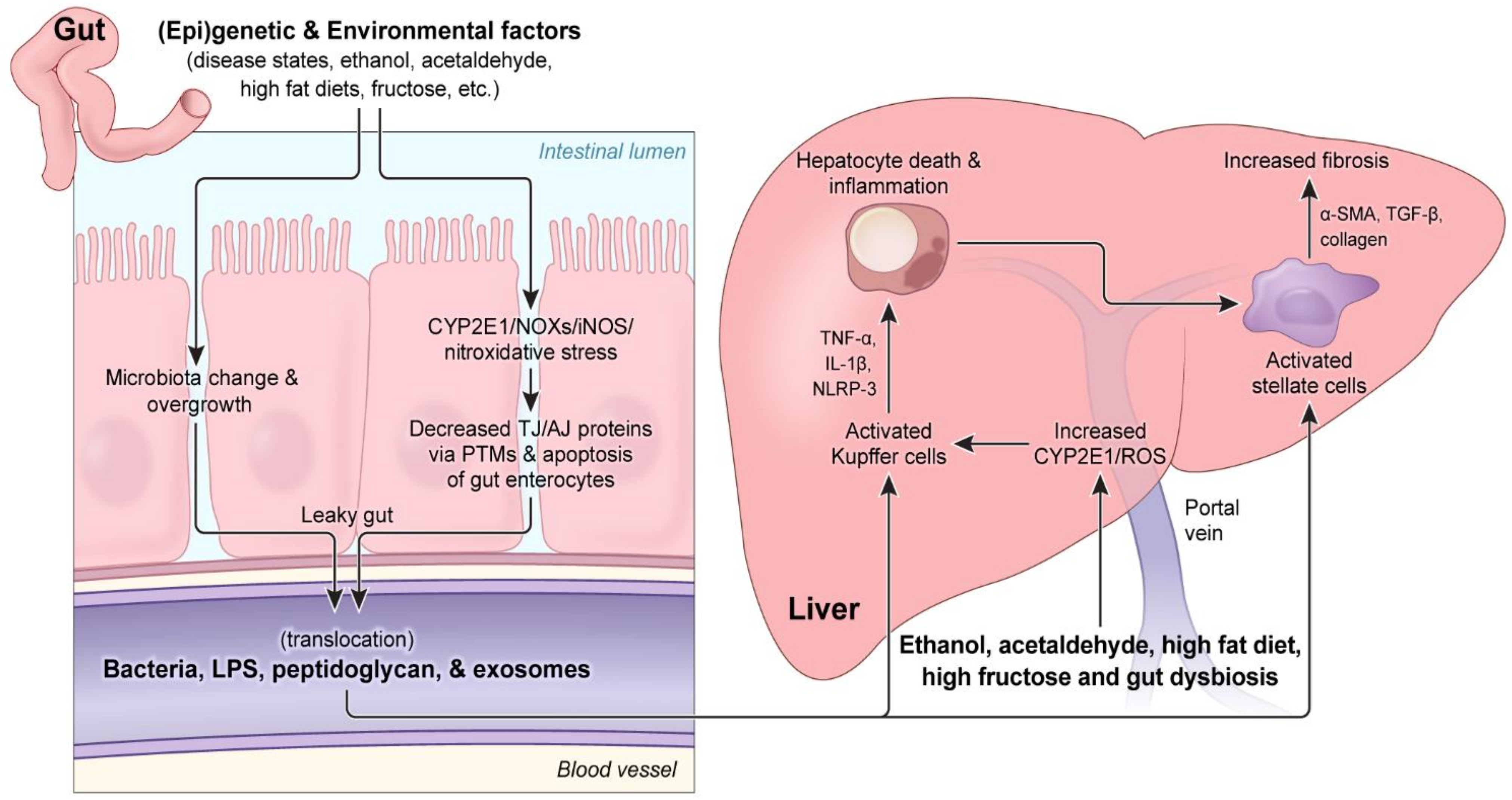 dysbiosis liver