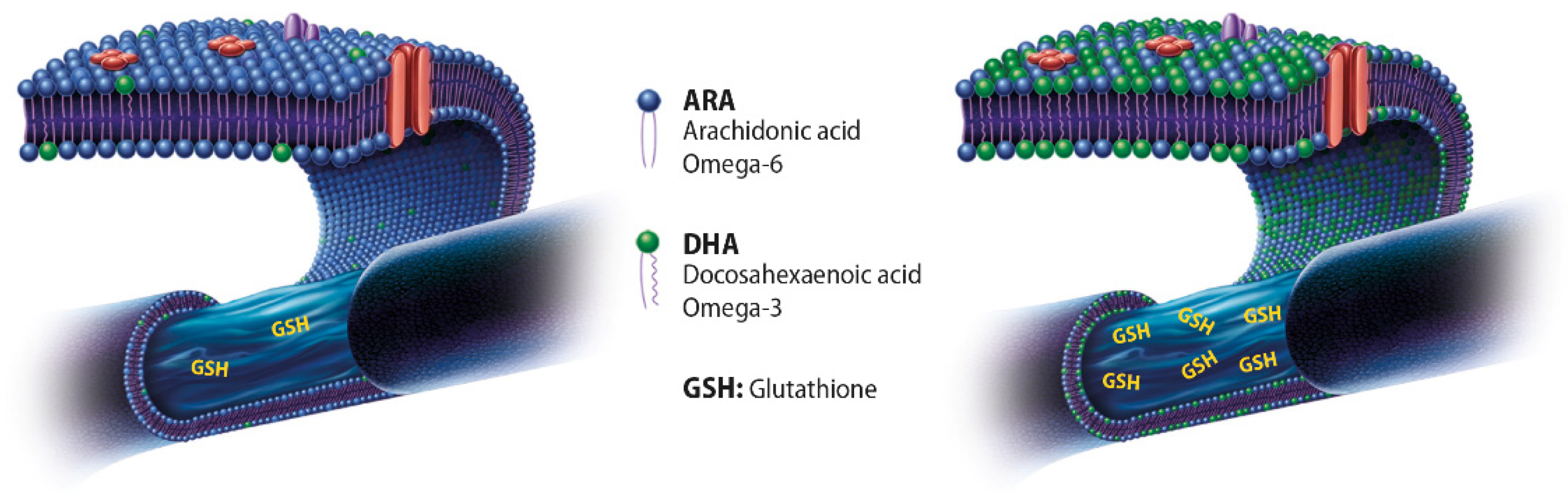 Antioxidants 10 00386 g003