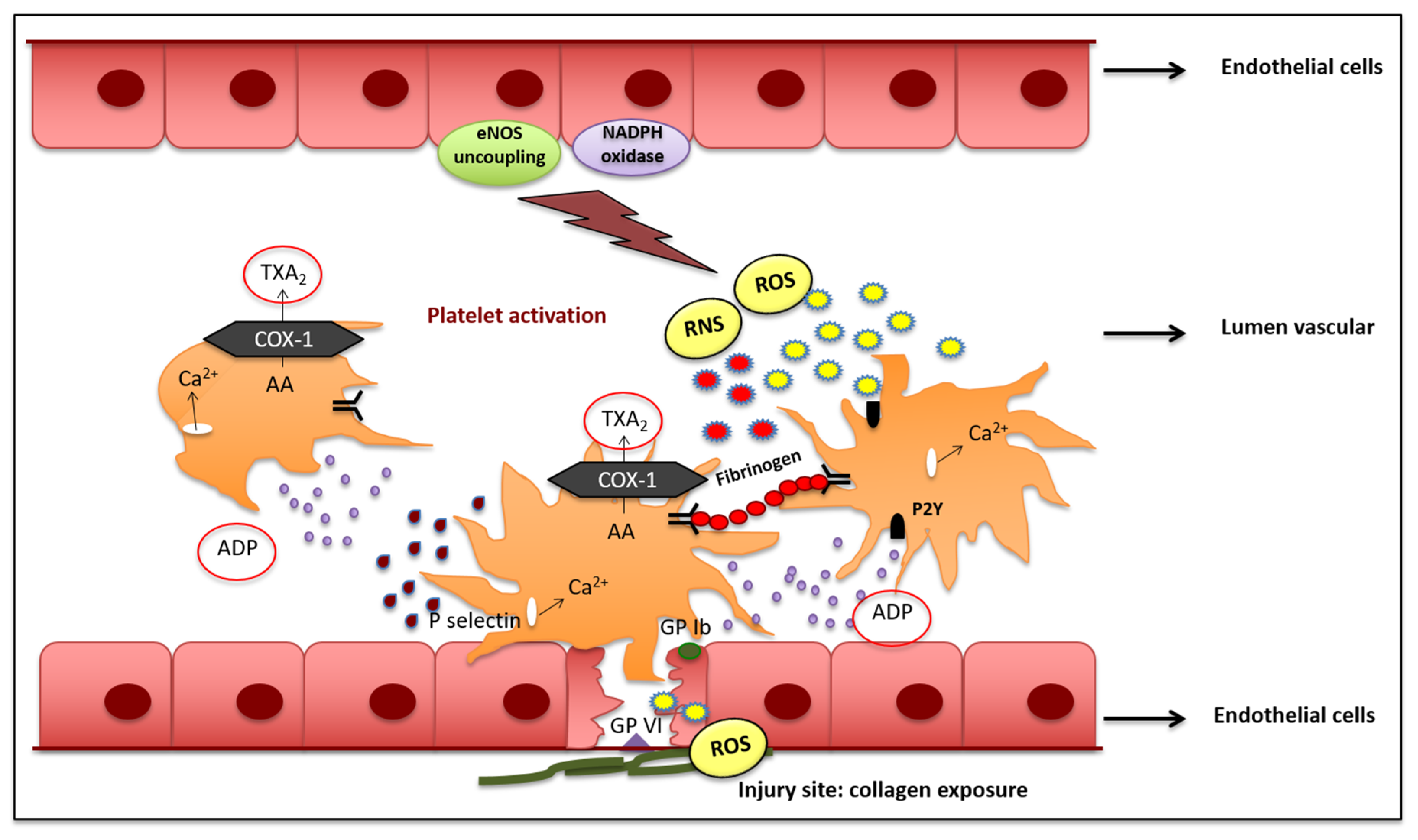 Antioxidants 10 00387 g001 Antioxidants 10 00387 g001