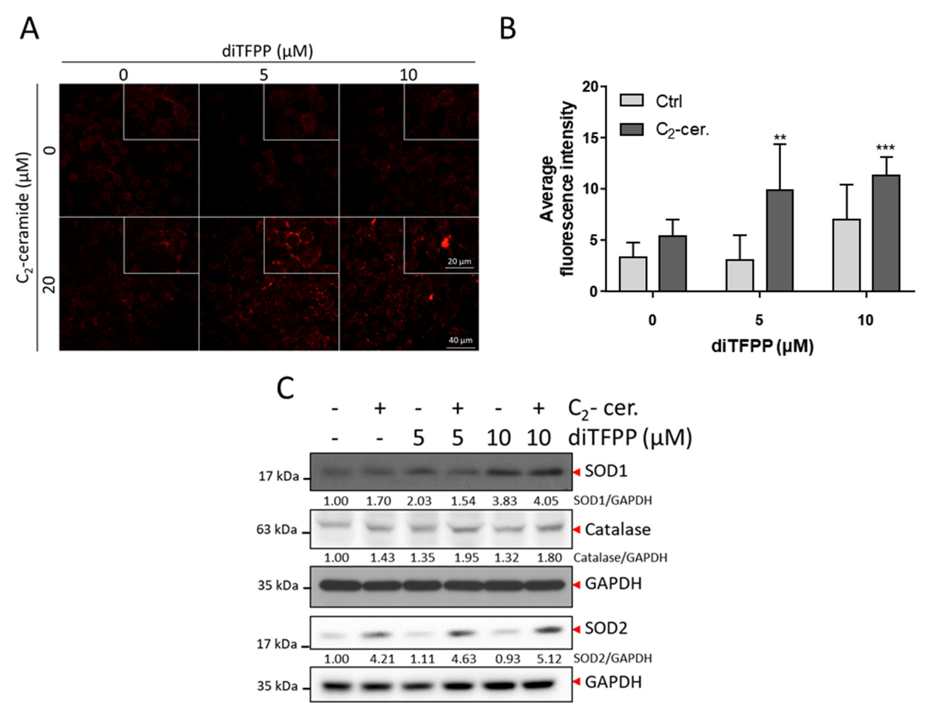 Antioxidants 10 00394 g005