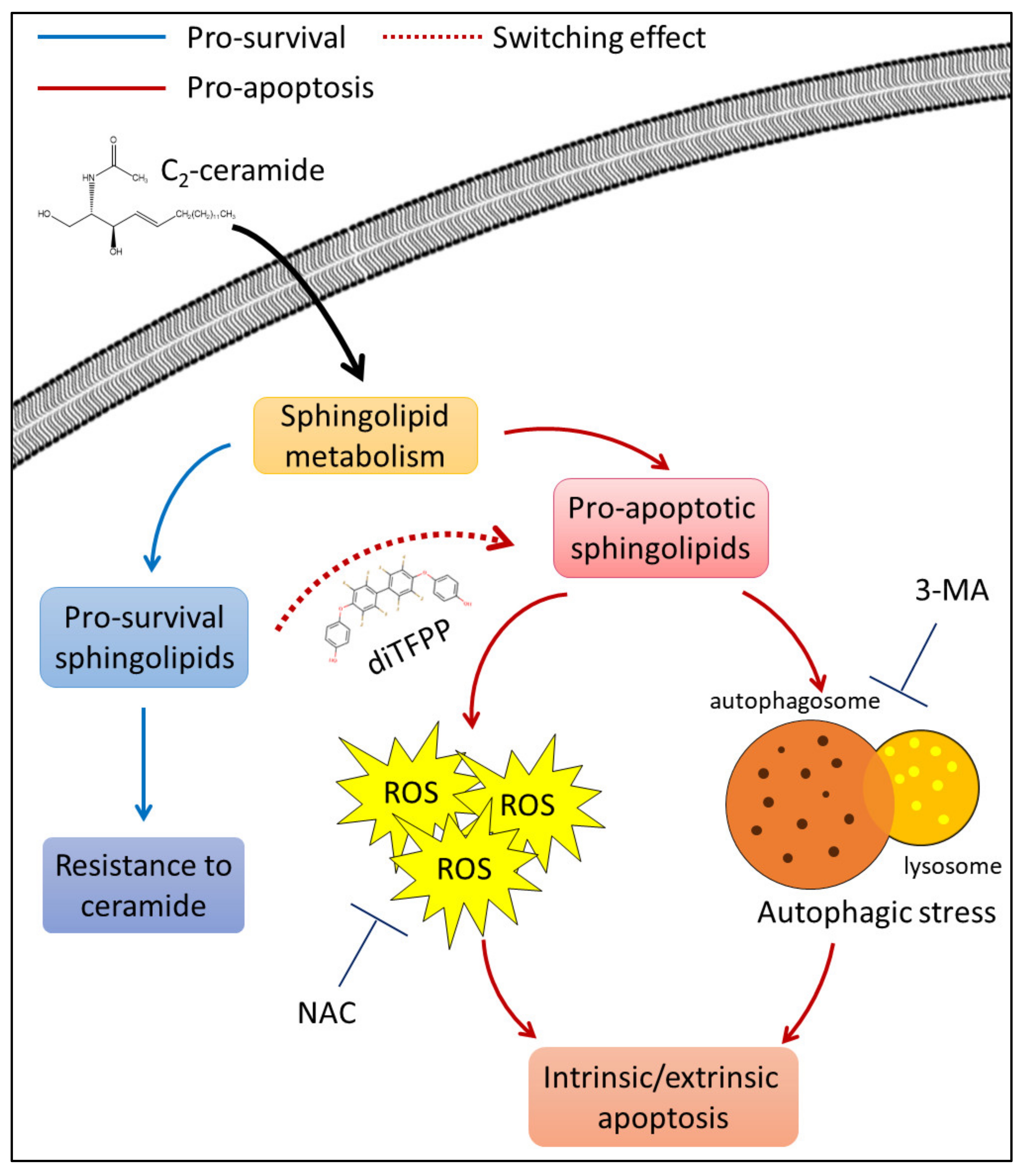 Antioxidants 10 00394 g006