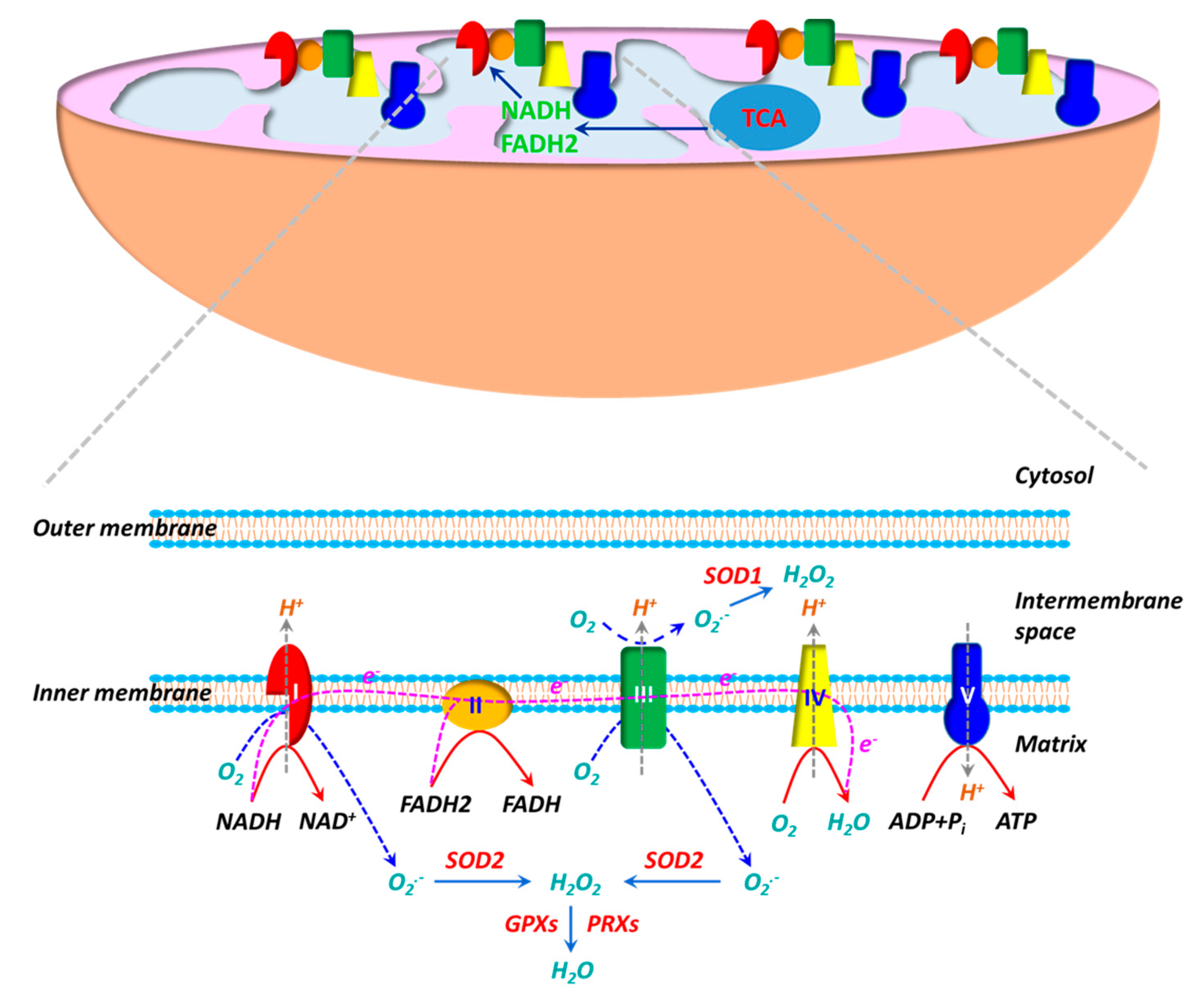 Antioxidants 10 00405 g001