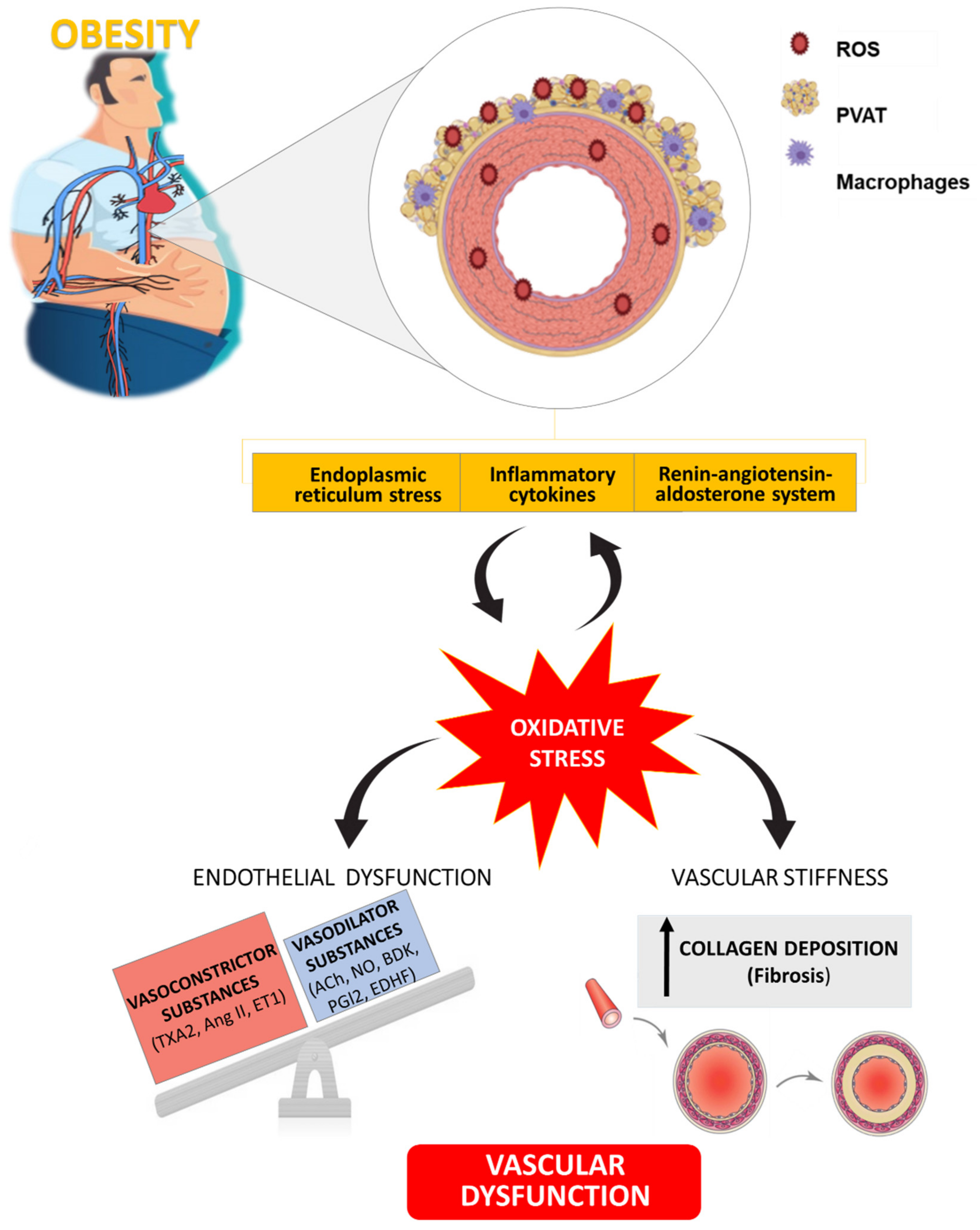 Antioxidants 10 00406 g003
