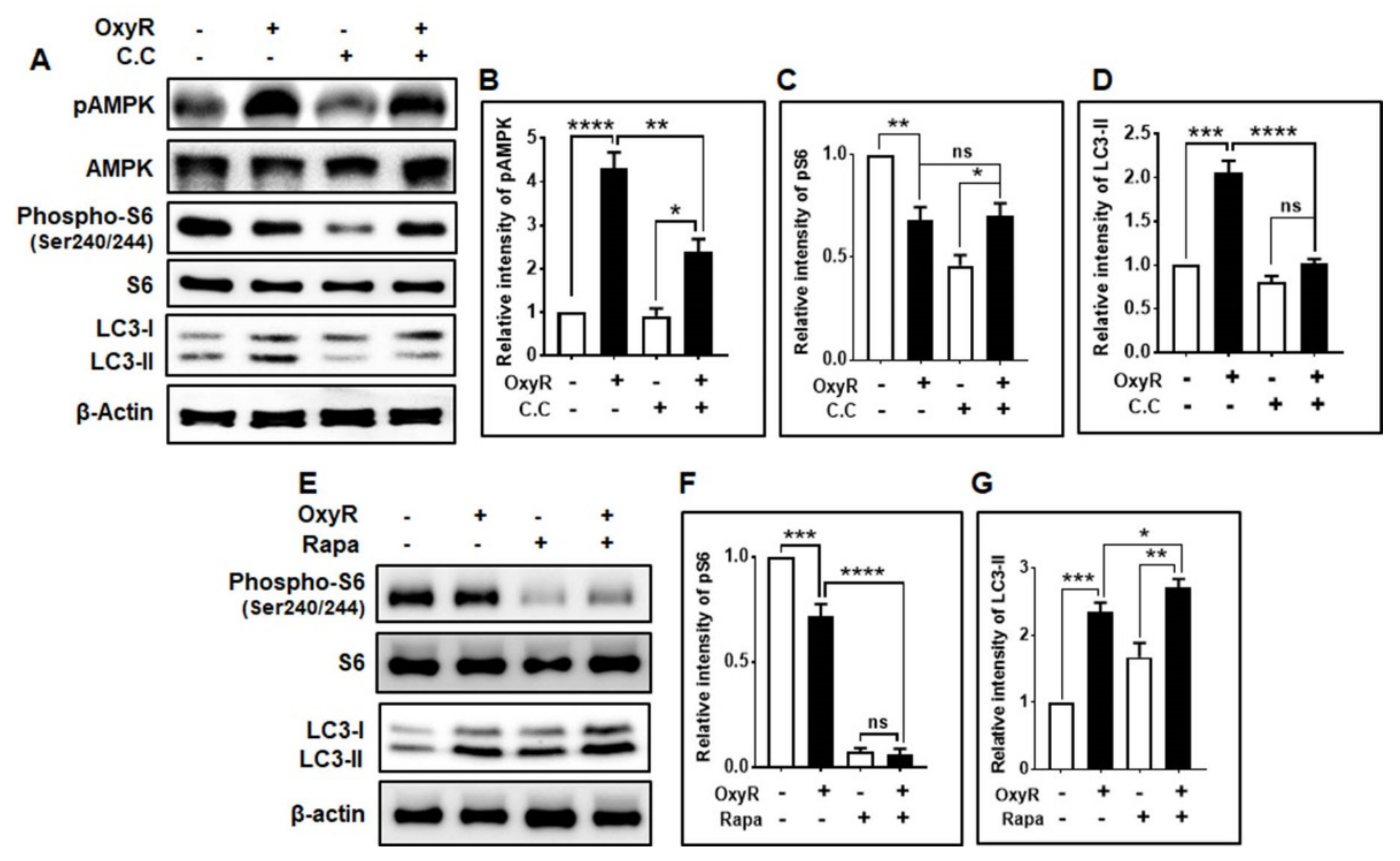 Antioxidants 10 00408 g003