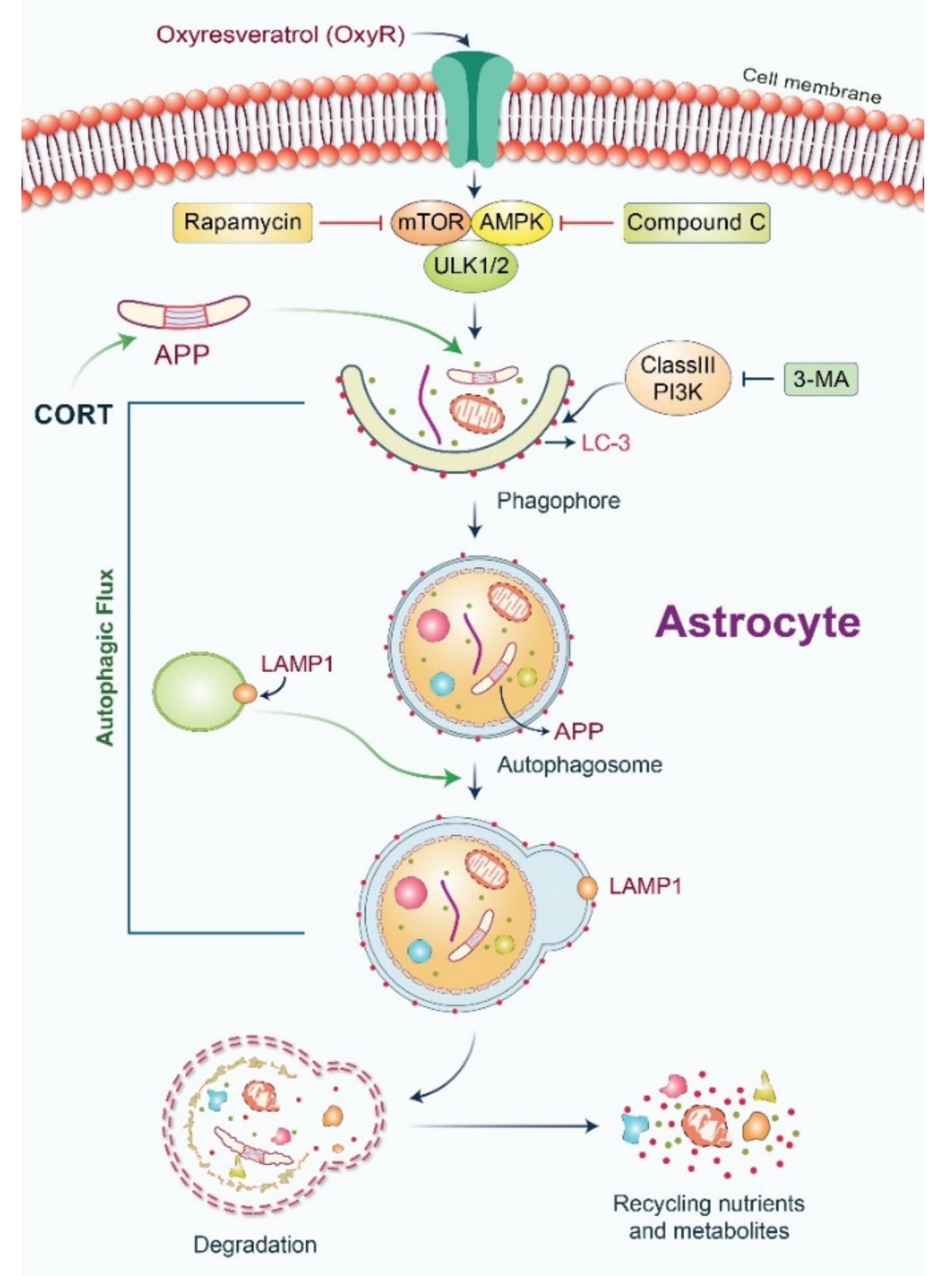 Antioxidants 10 00408 g007