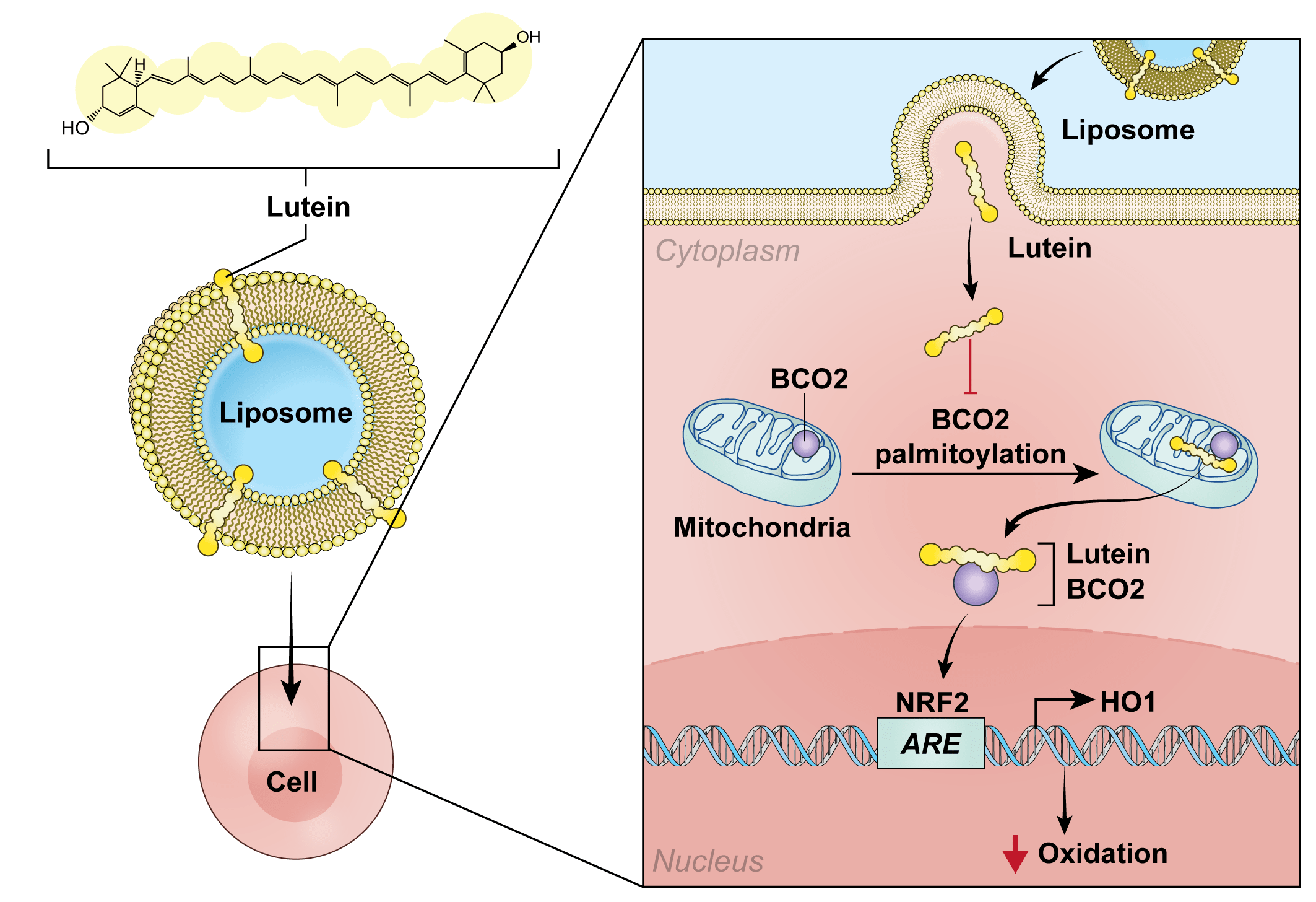 Antioxidants Free FullText Xanthophylls Modulate Palmitoylation of