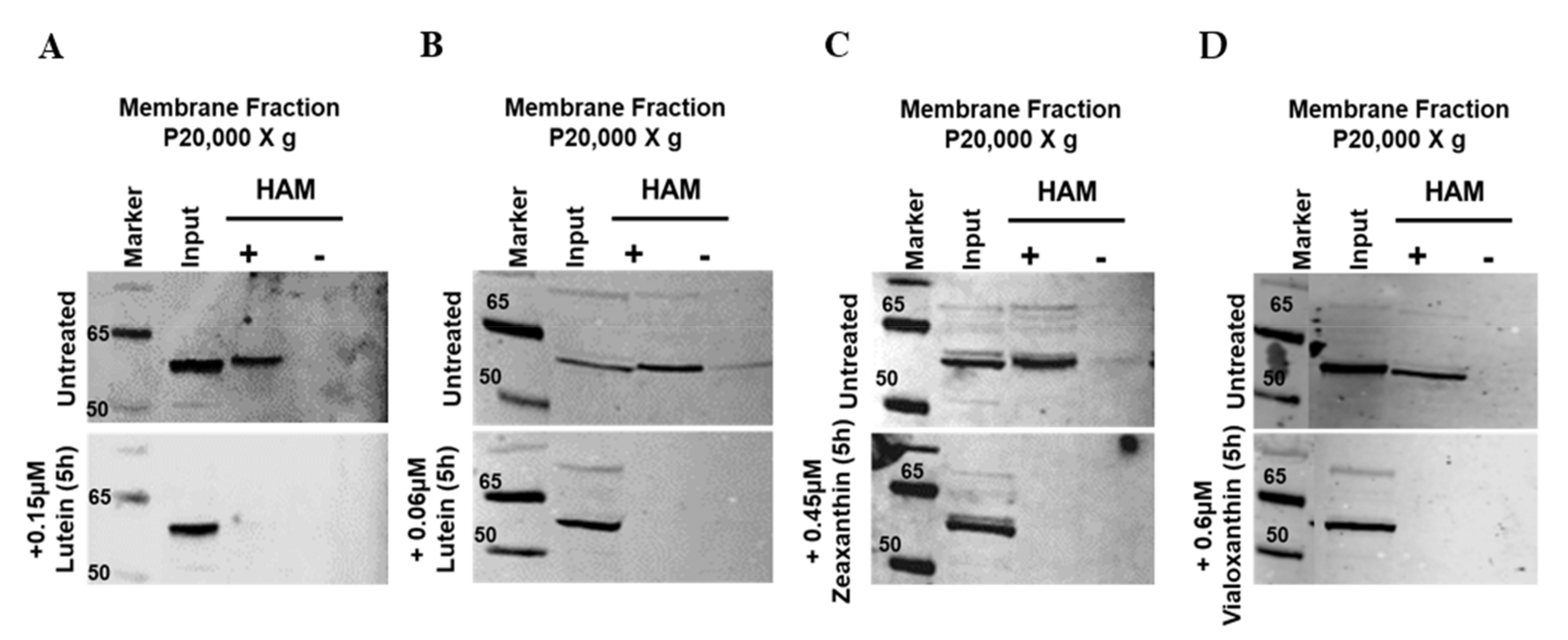 Antioxidants 10 00413 g002