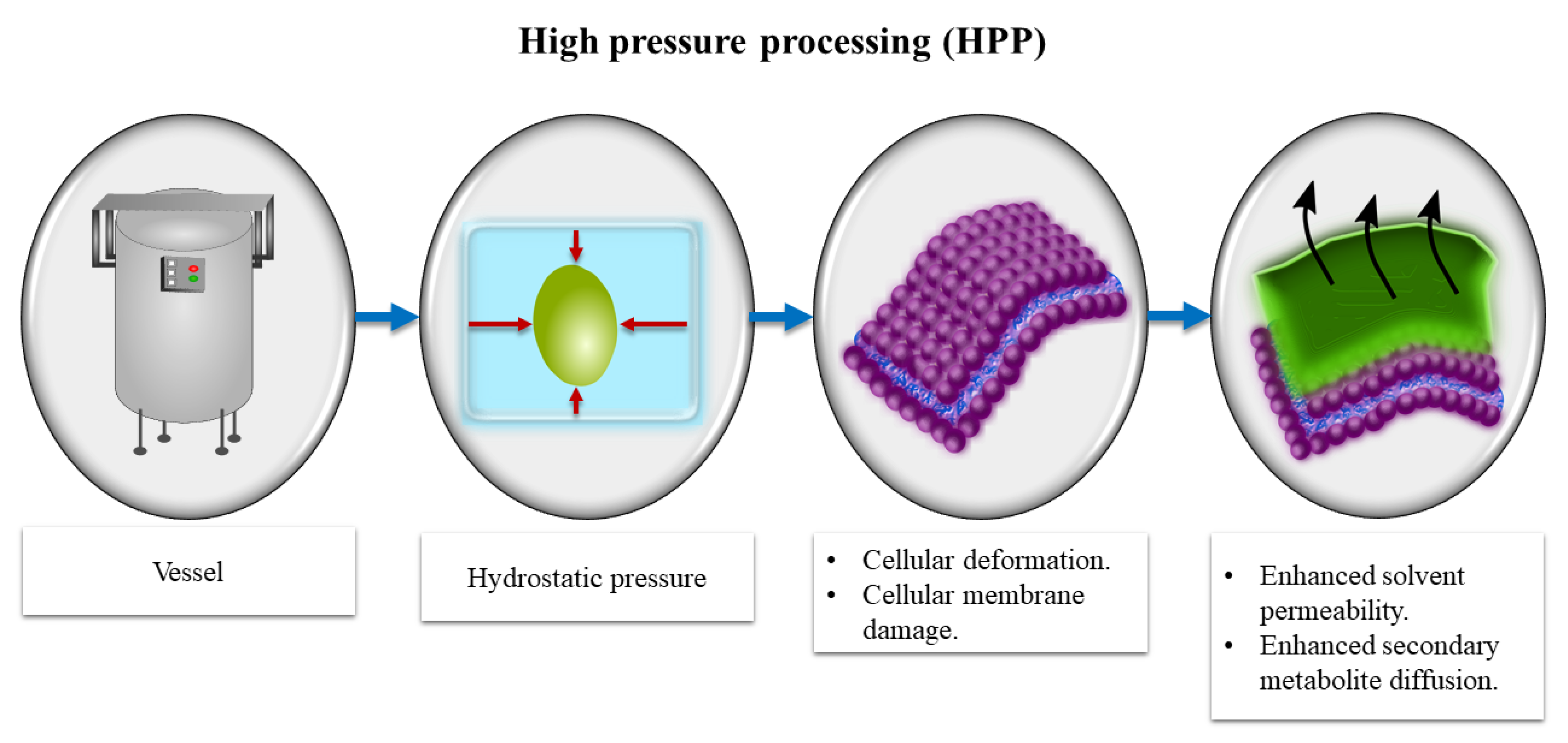 Antioxidants 10 00417 g002 Antioxidants 10 00417 g002