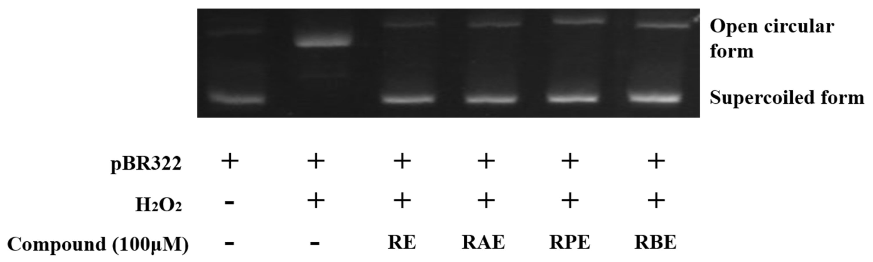 Antioxidants 10 00420 g005 Antioxidants 10 00420 g005