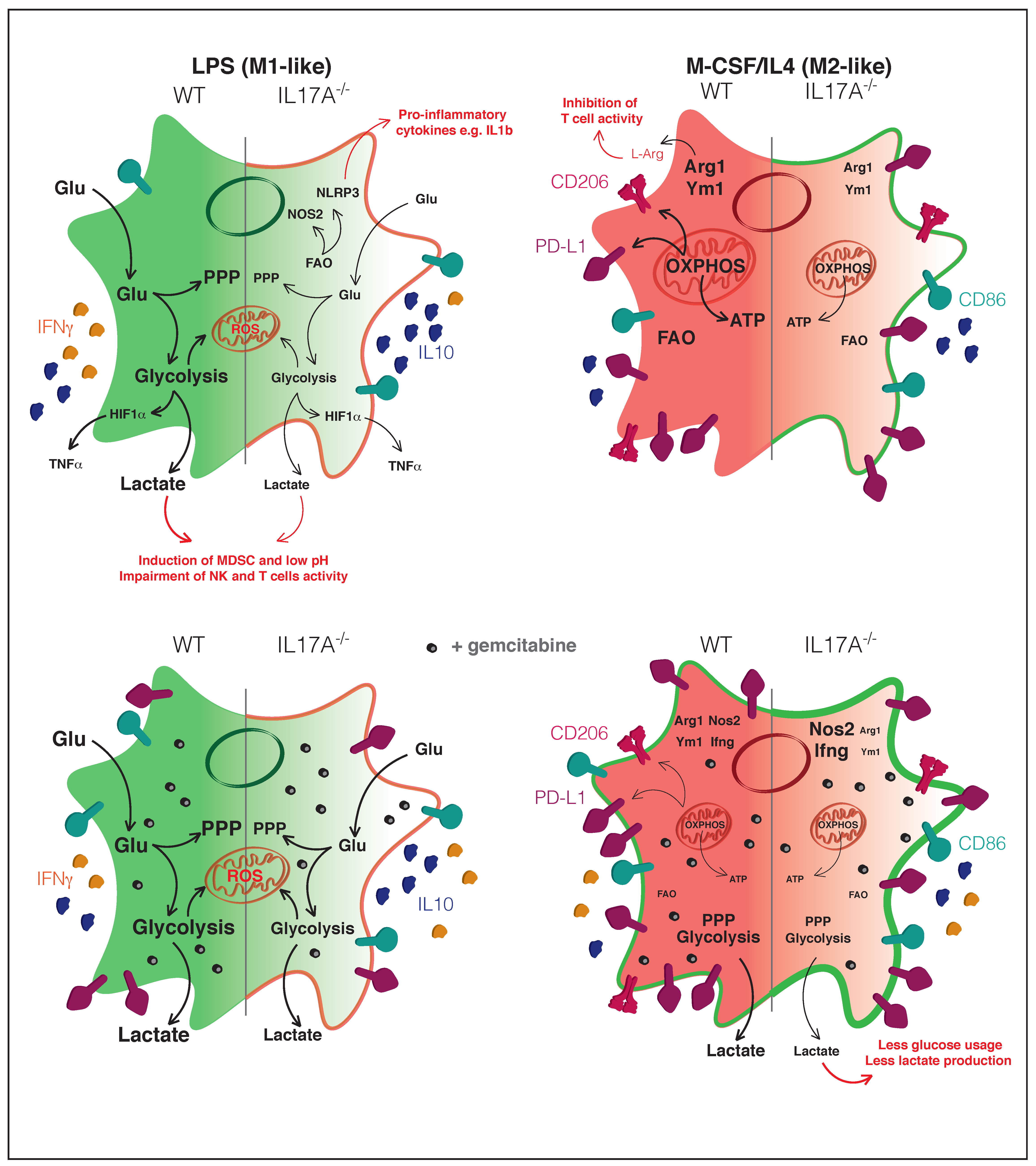 Antioxidants 10 00422 g007 Antioxidants 10 00422 g007