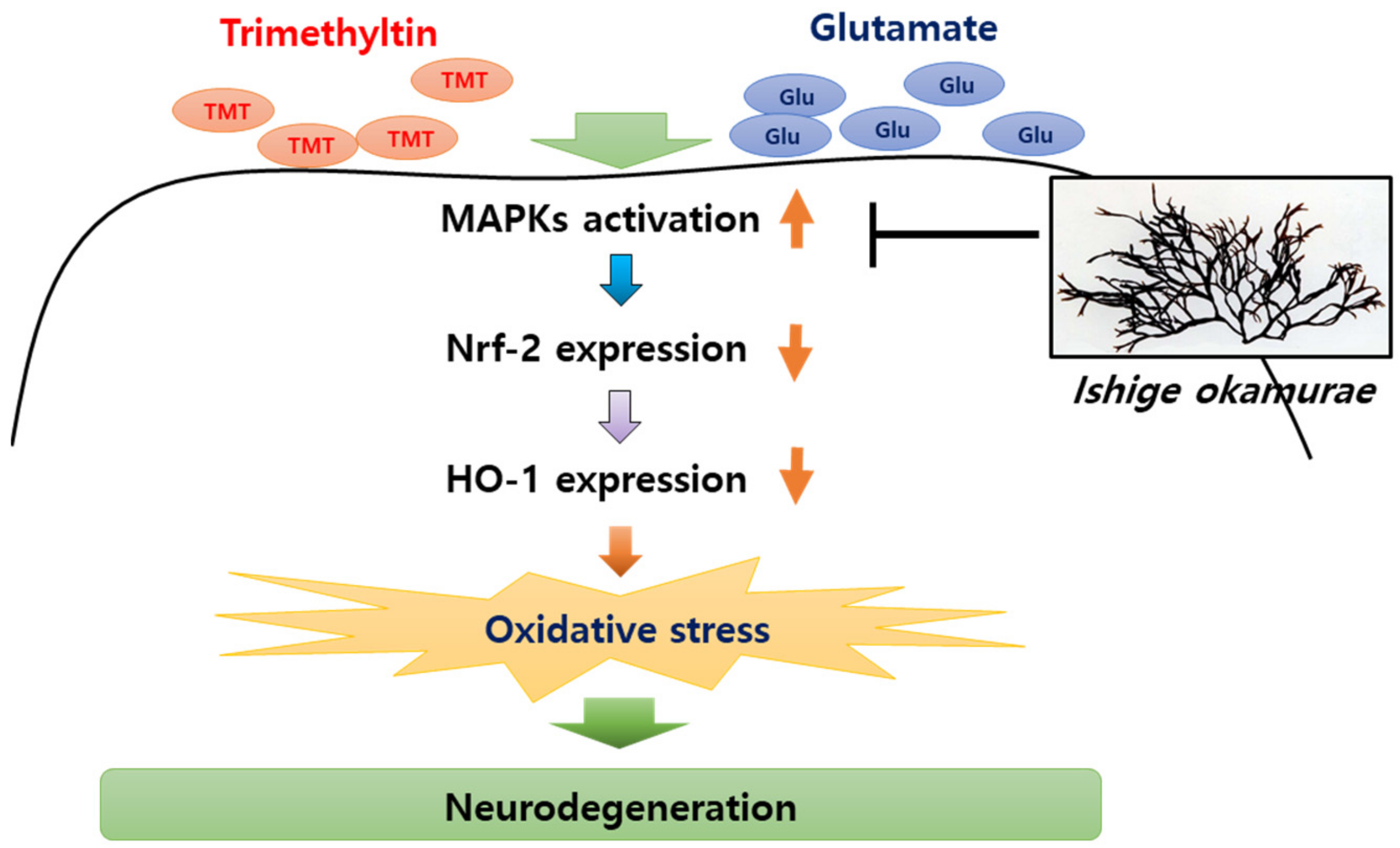 Antioxidants 10 00440 g012