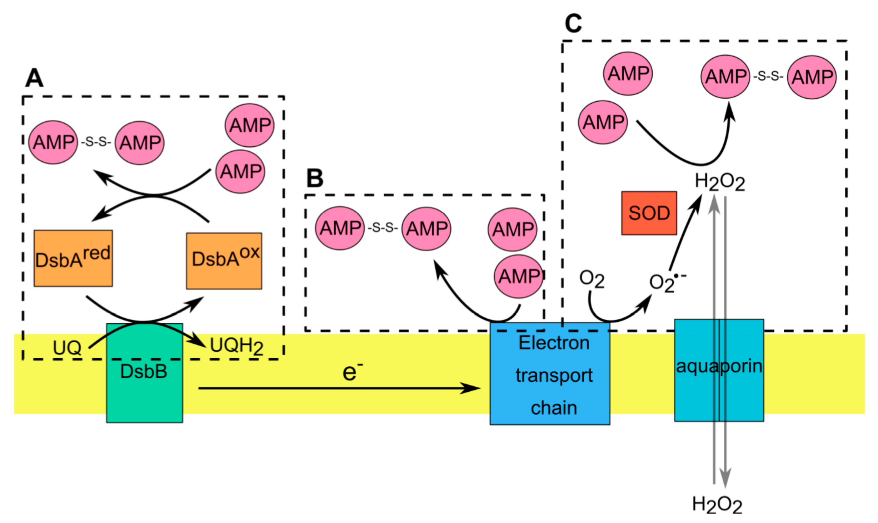 Antioxidants 10 00446 g002 Antioxidants 10 00446 g002