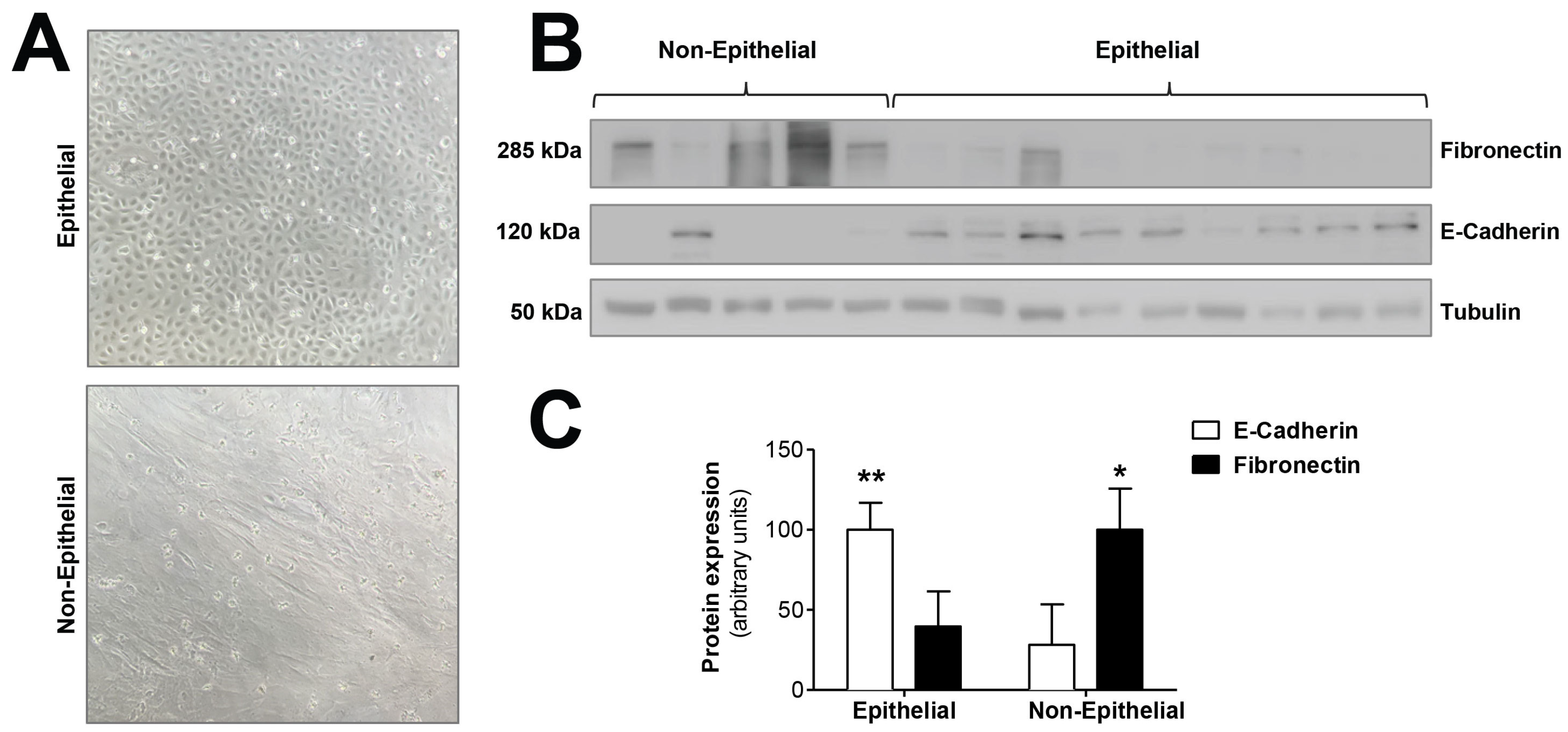 Antioxidants 10 00447 g001 Antioxidants 10 00447 g001