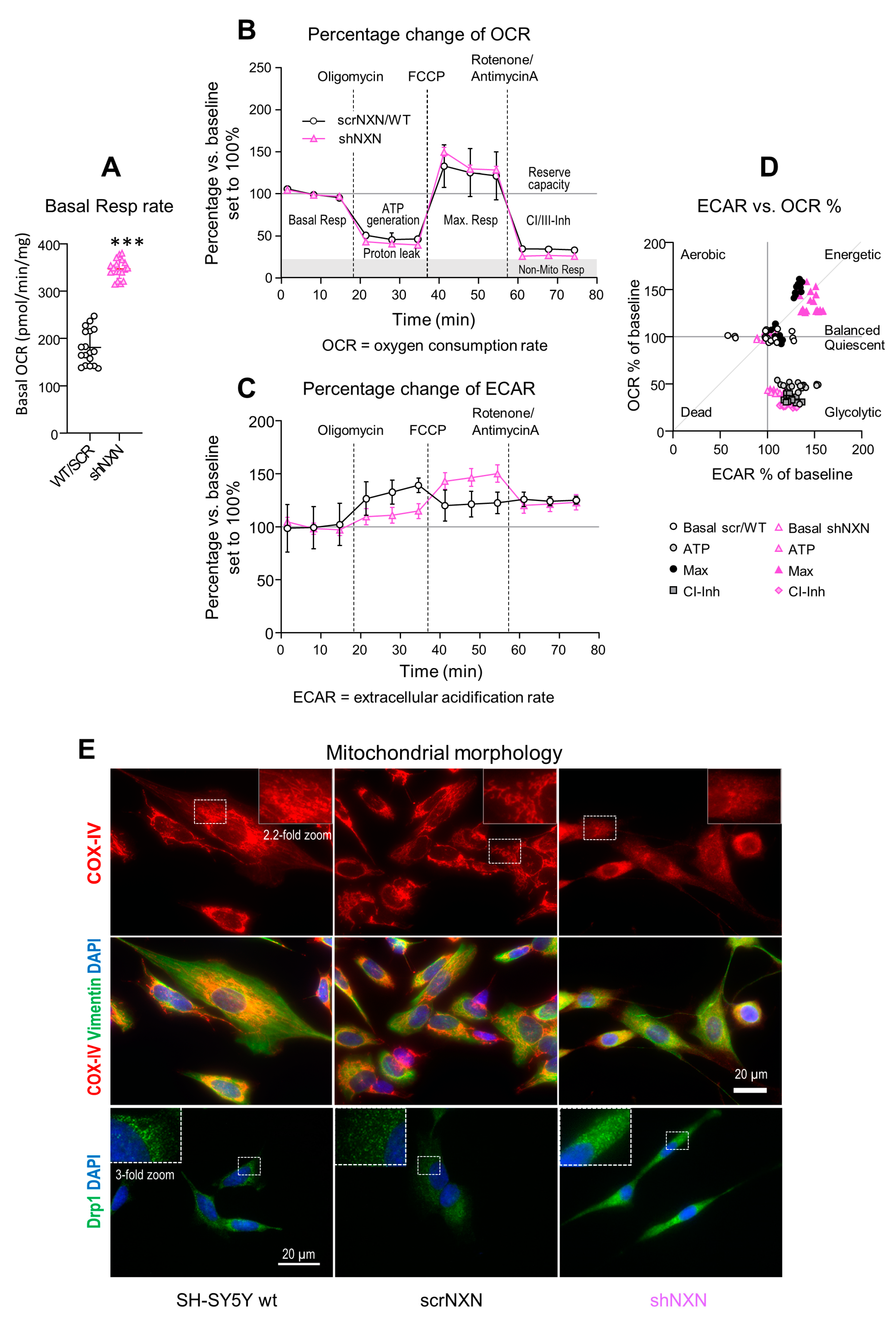 Antioxidants 10 00449 g003 Antioxidants 10 00449 g003