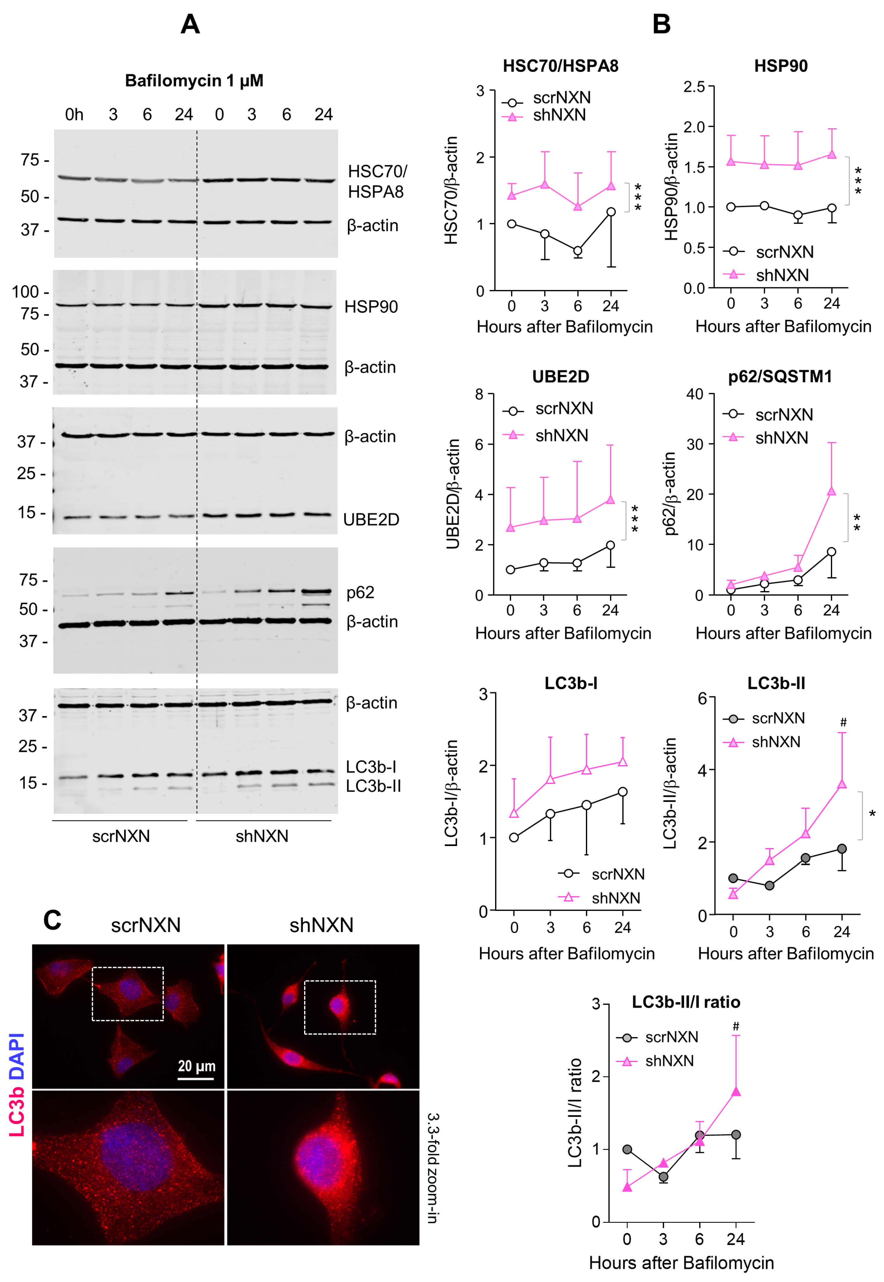 Antioxidants 10 00449 g004 Antioxidants 10 00449 g004