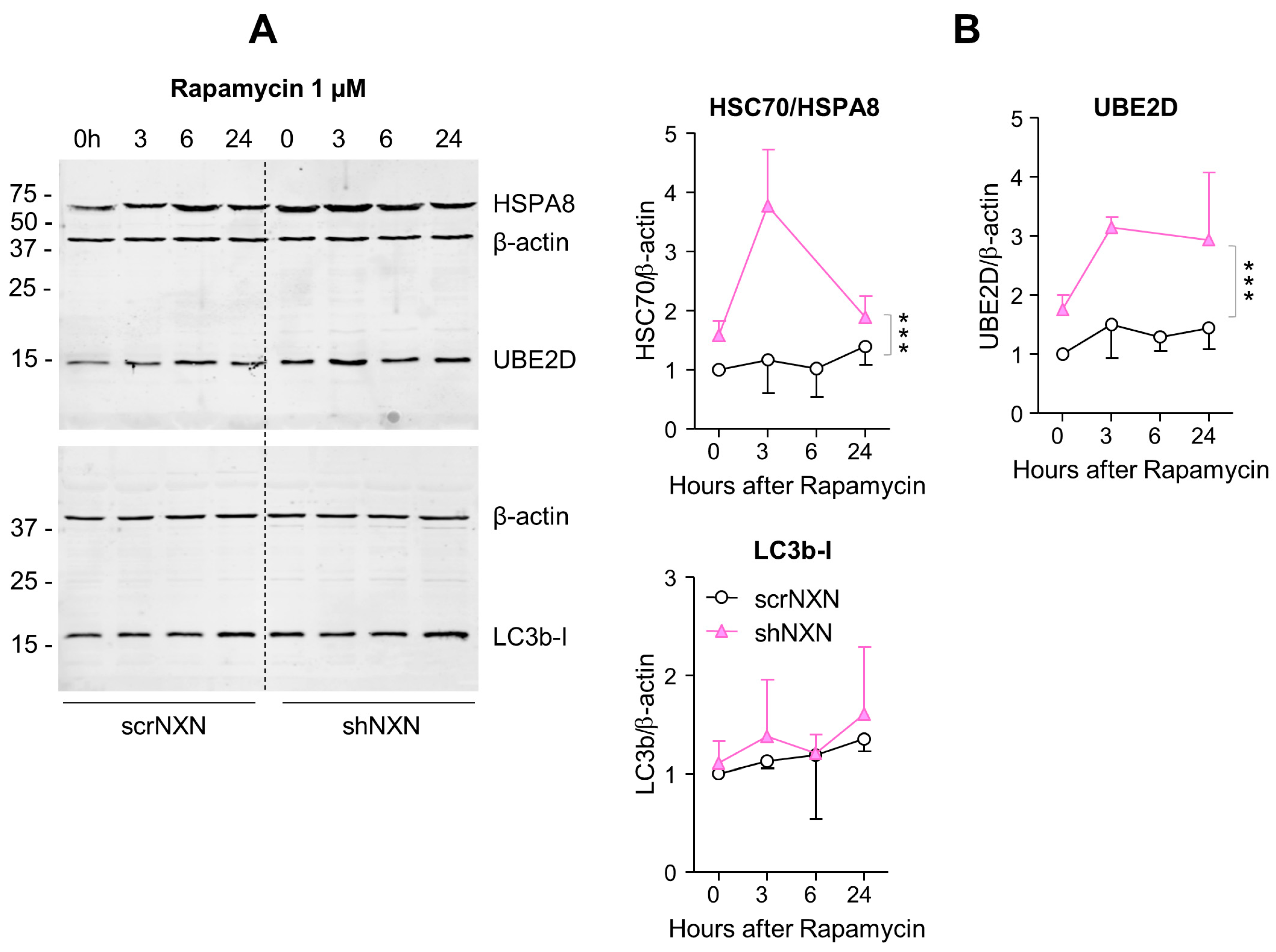 Antioxidants 10 00449 g005 Antioxidants 10 00449 g005