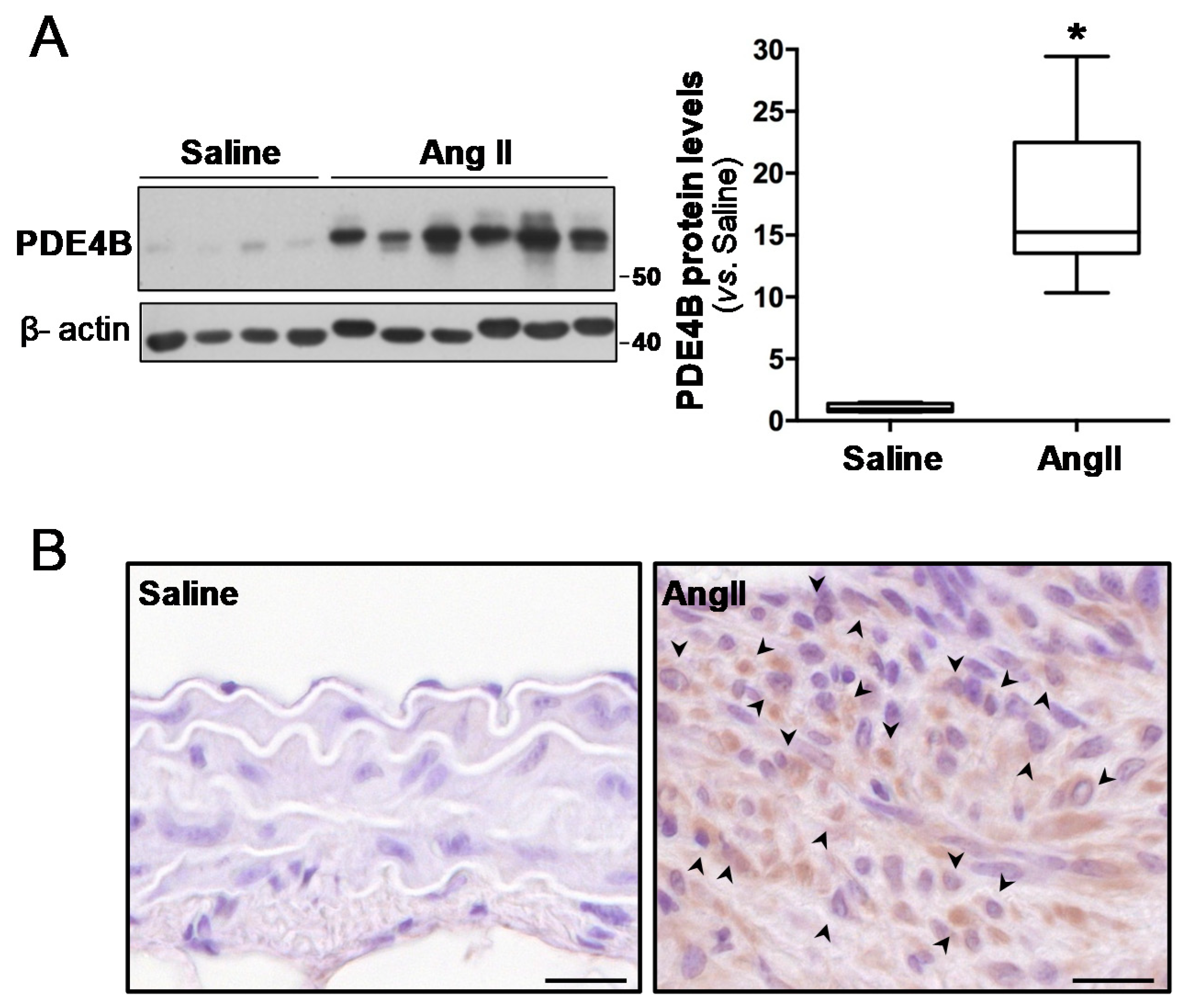 Antioxidants 10 00460 g001
