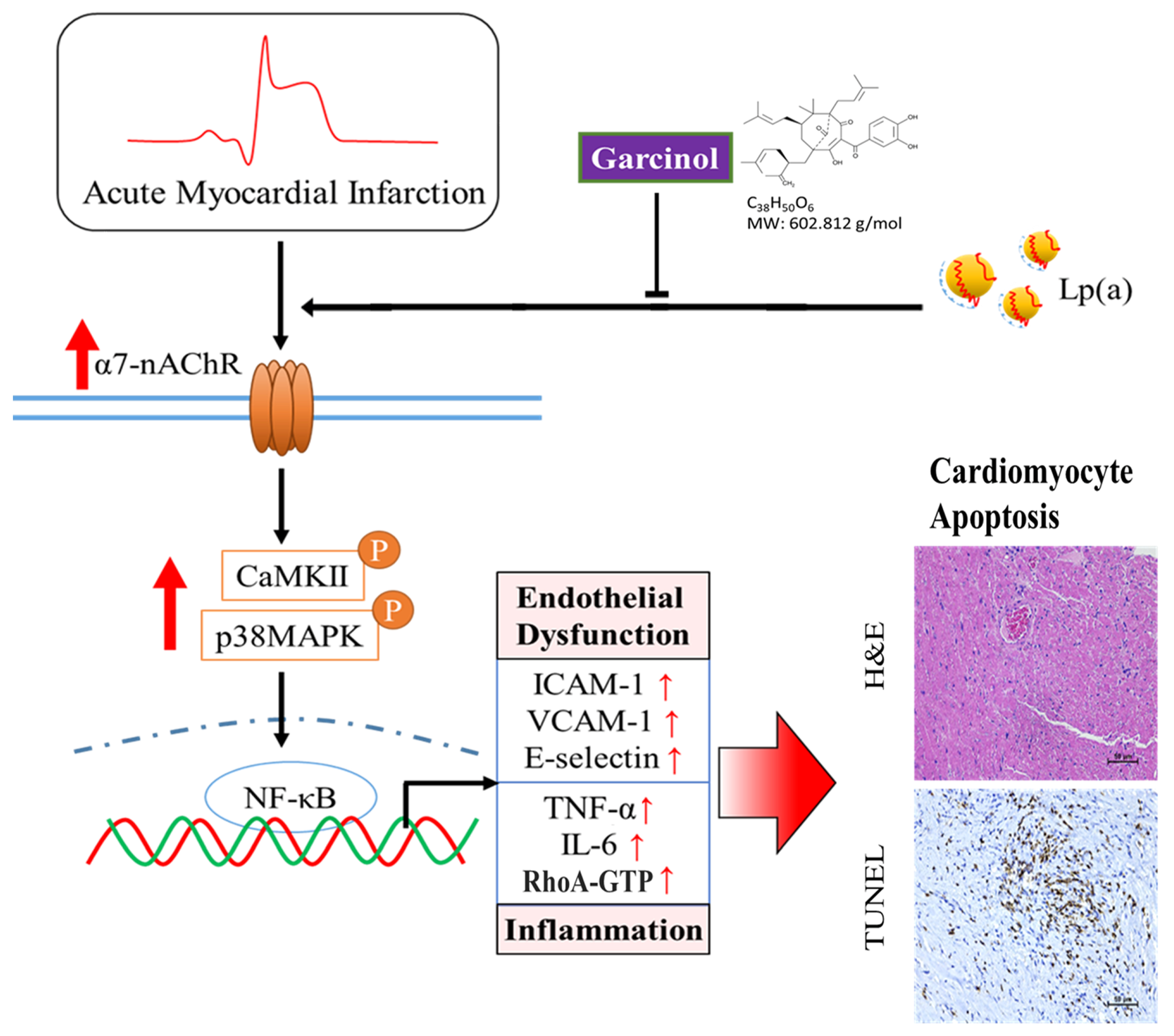 Antioxidants 10 00461 g007