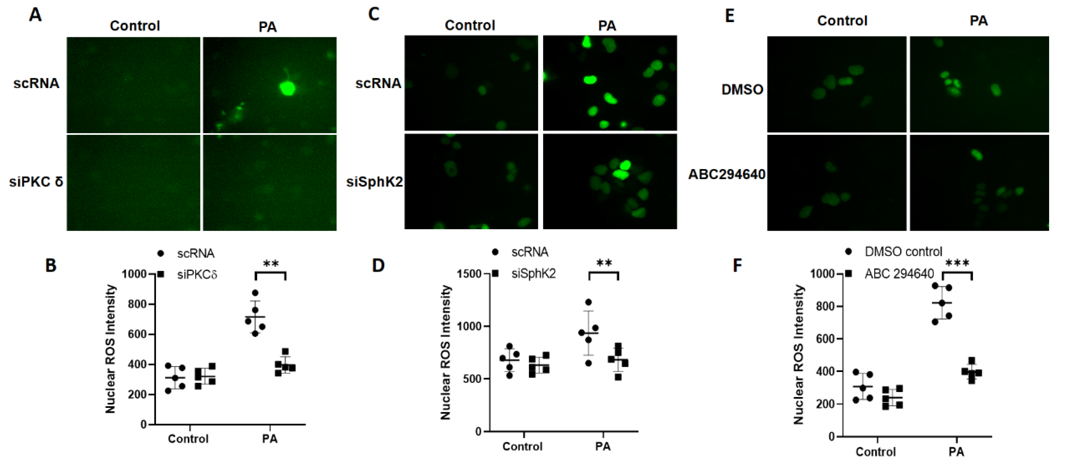 Antioxidants 10 00477 g006