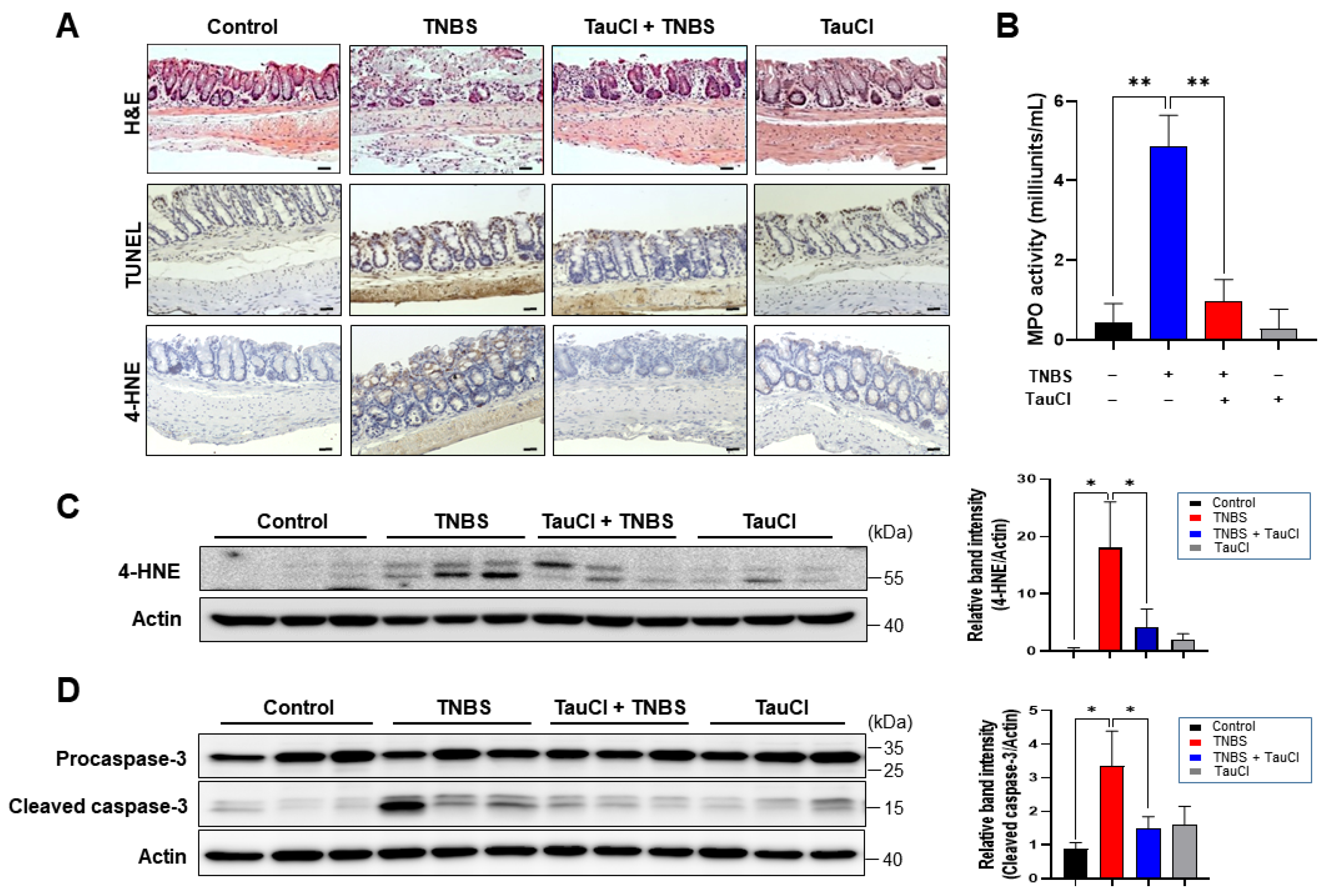 Antioxidants 10 00479 g002 Antioxidants 10 00479 g002