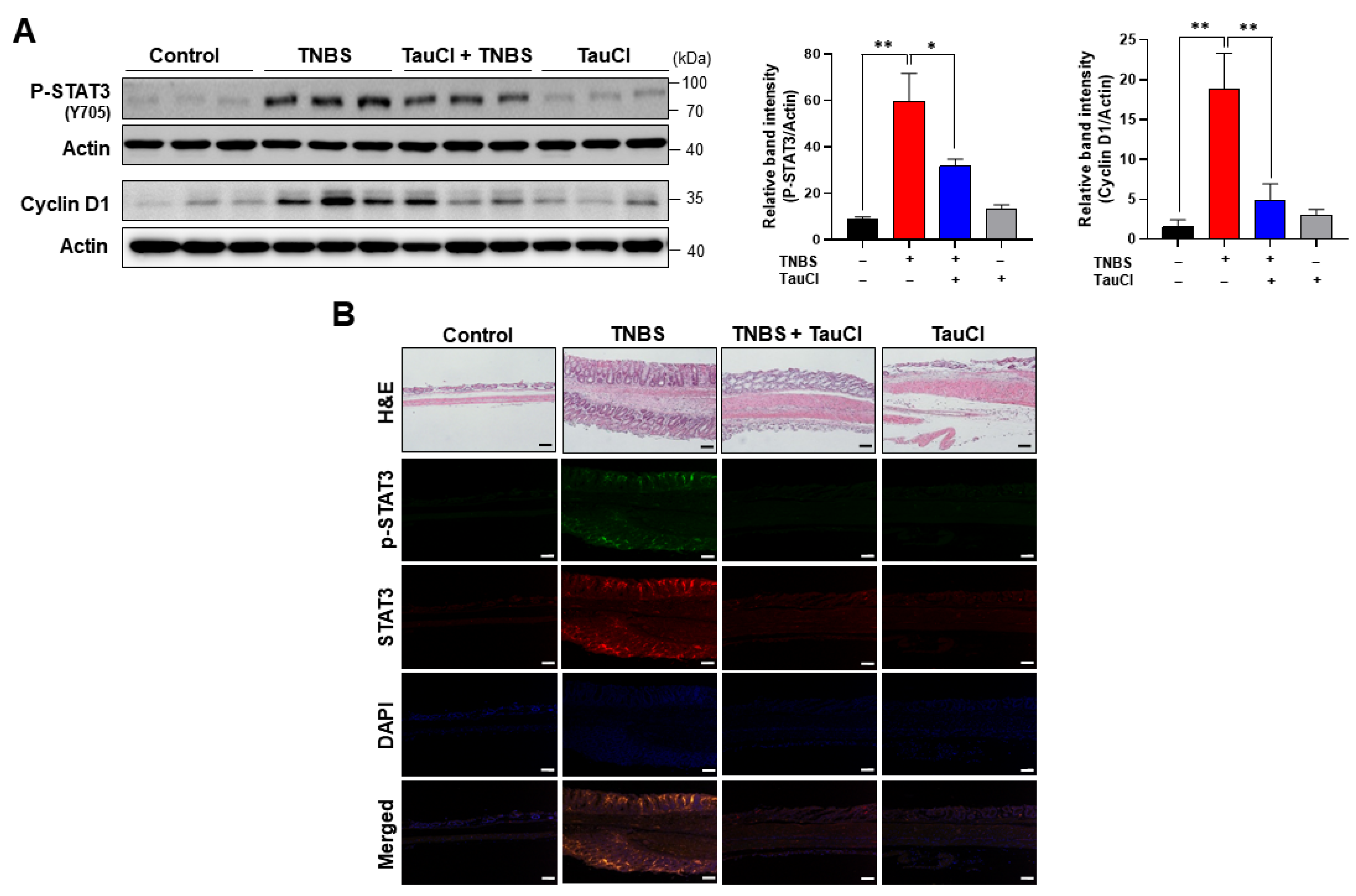 Antioxidants 10 00479 g005 Antioxidants 10 00479 g005