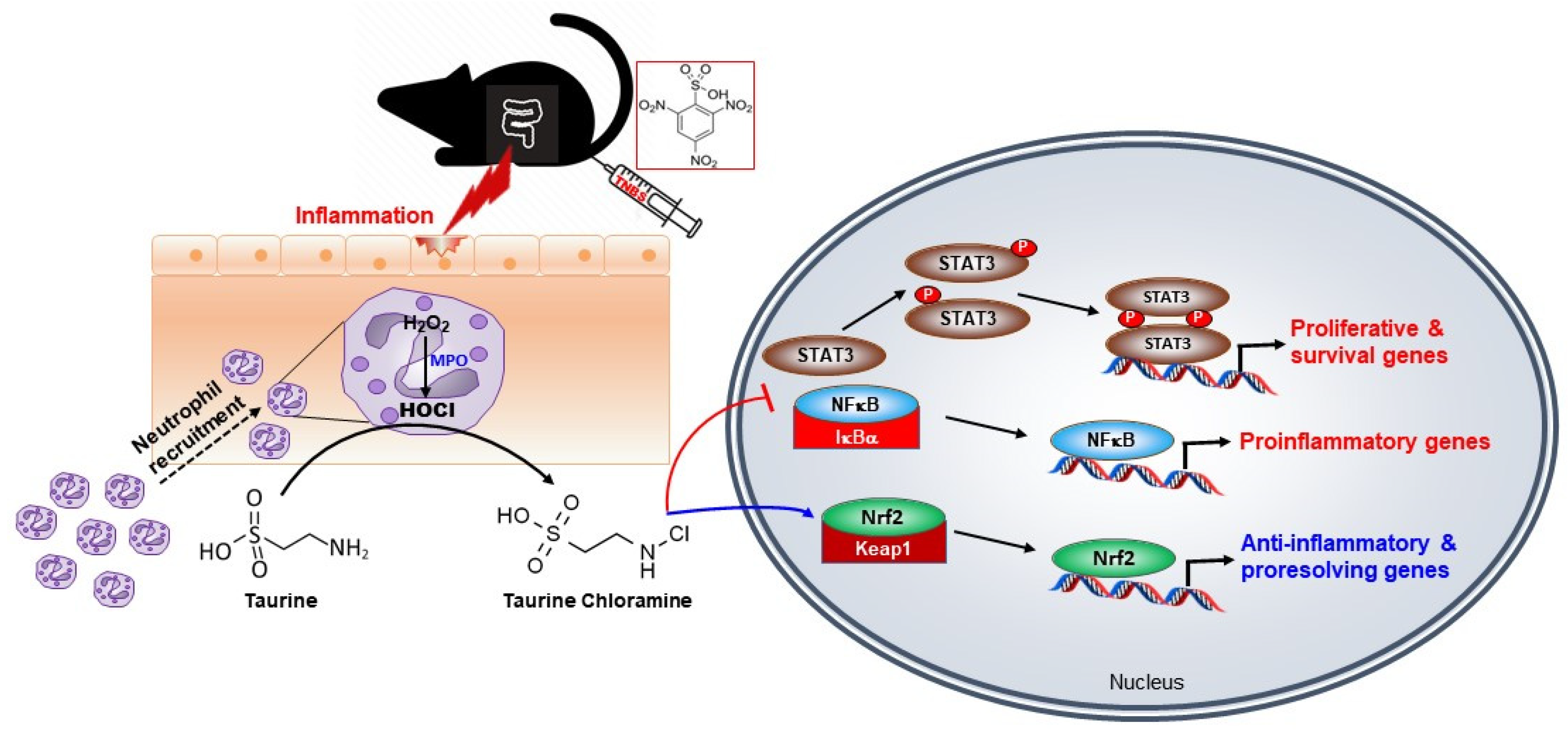 Antioxidants 10 00479 g008 Antioxidants 10 00479 g008