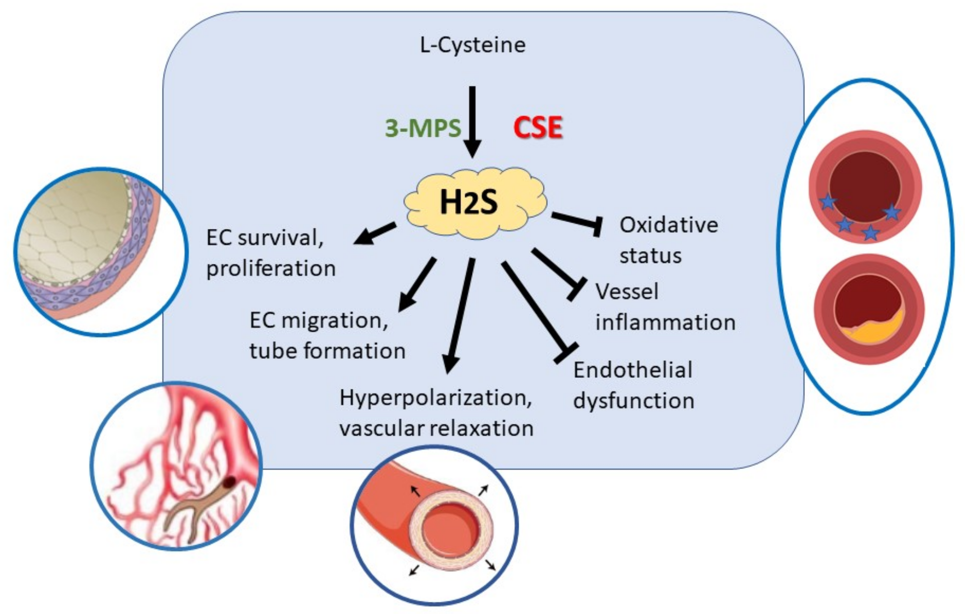 Antioxidants Free FullText Endothelium as a Source and Target of