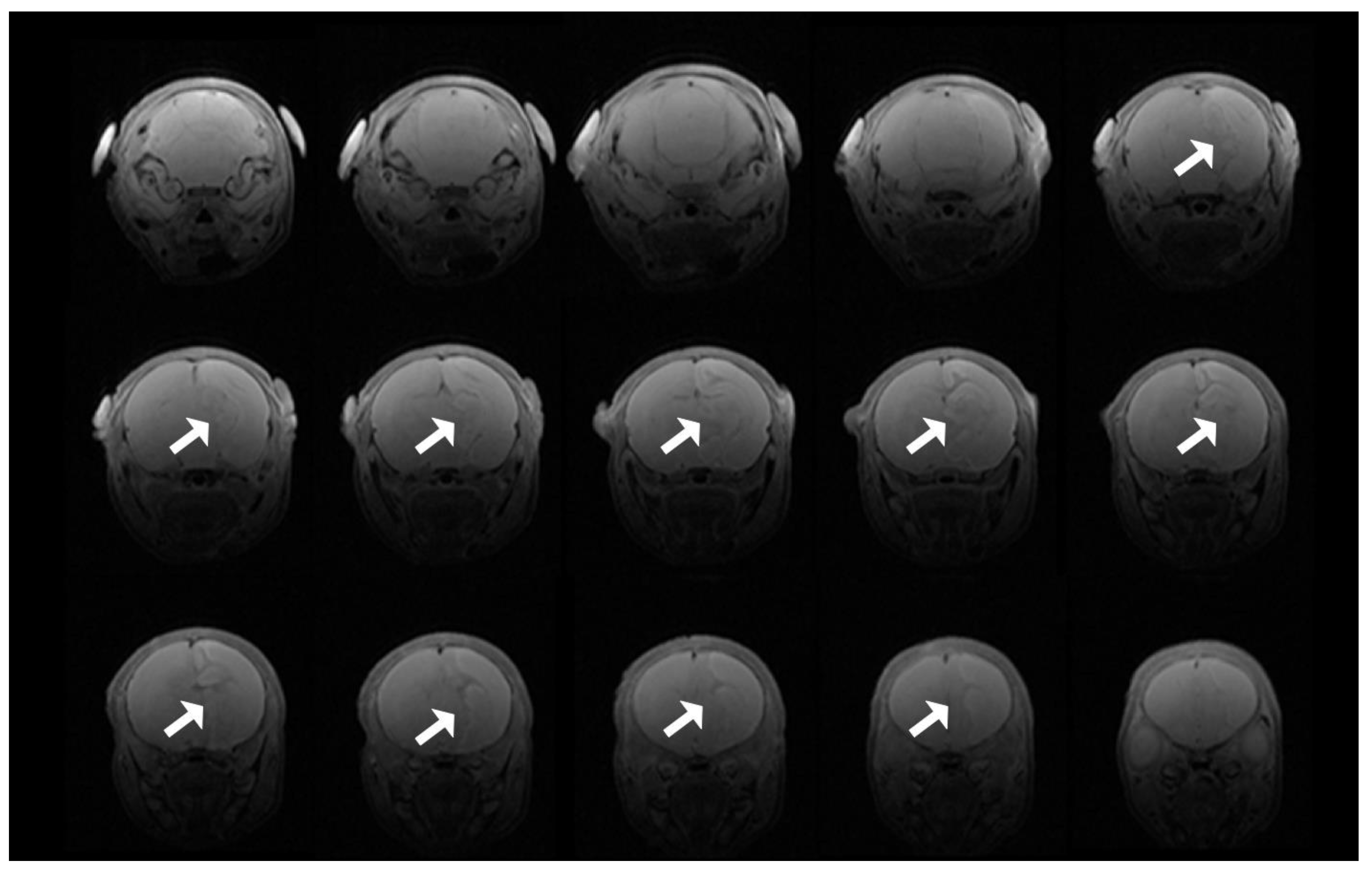 Antioxidants 10 00489 g007 Antioxidants 10 00489 g007