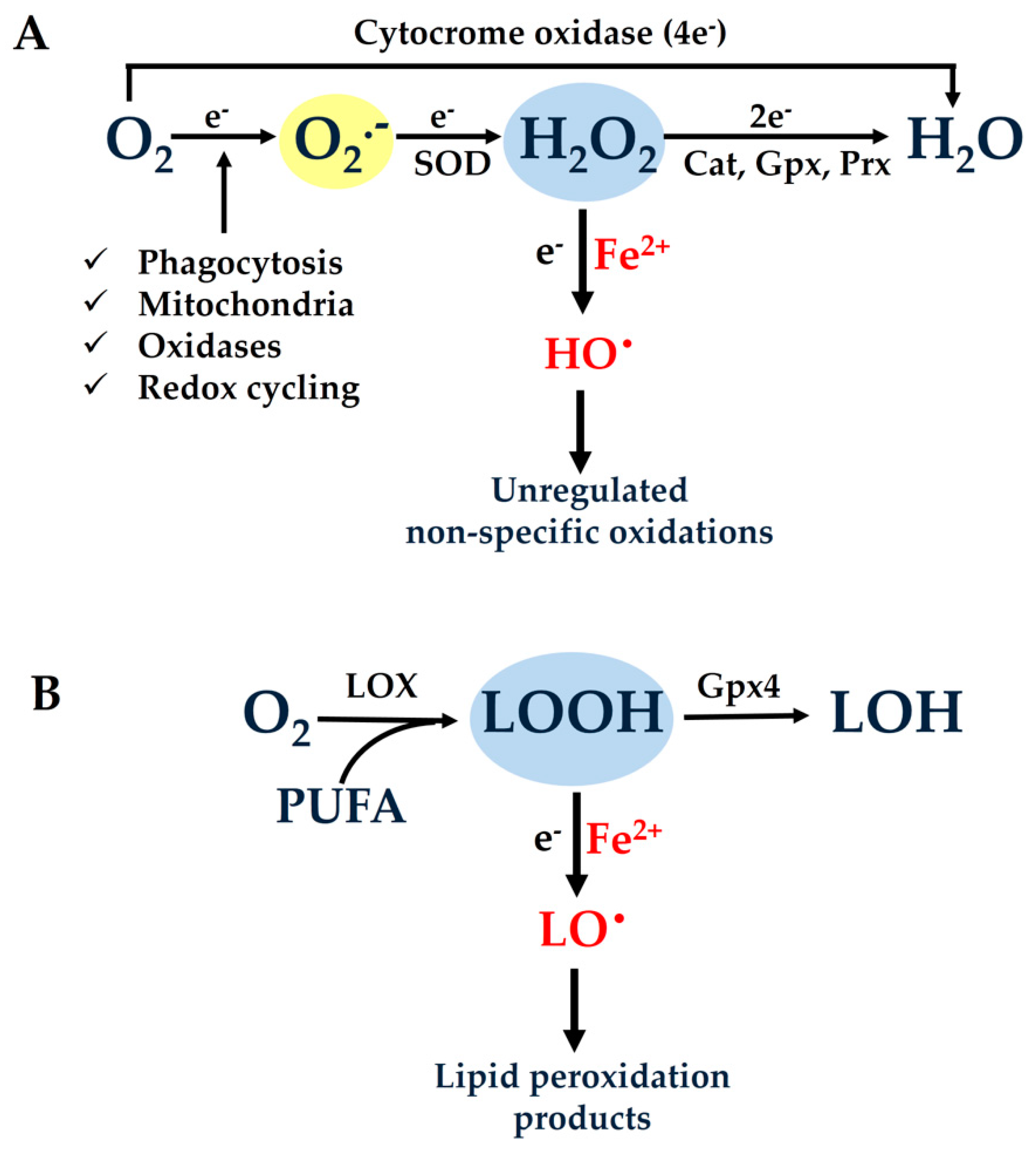 Antioxidants 10 00491 g001