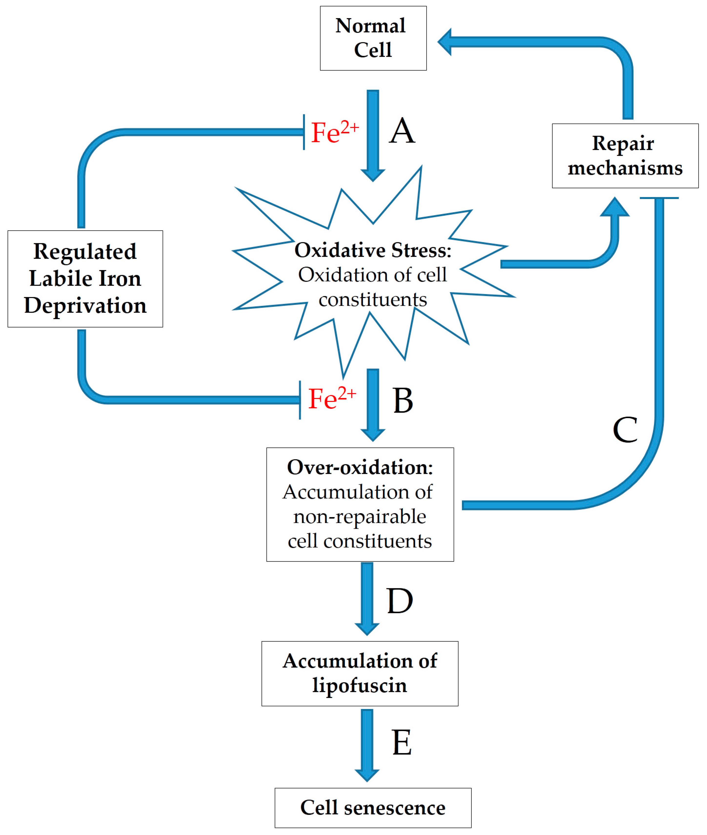 Antioxidants 10 00491 g002