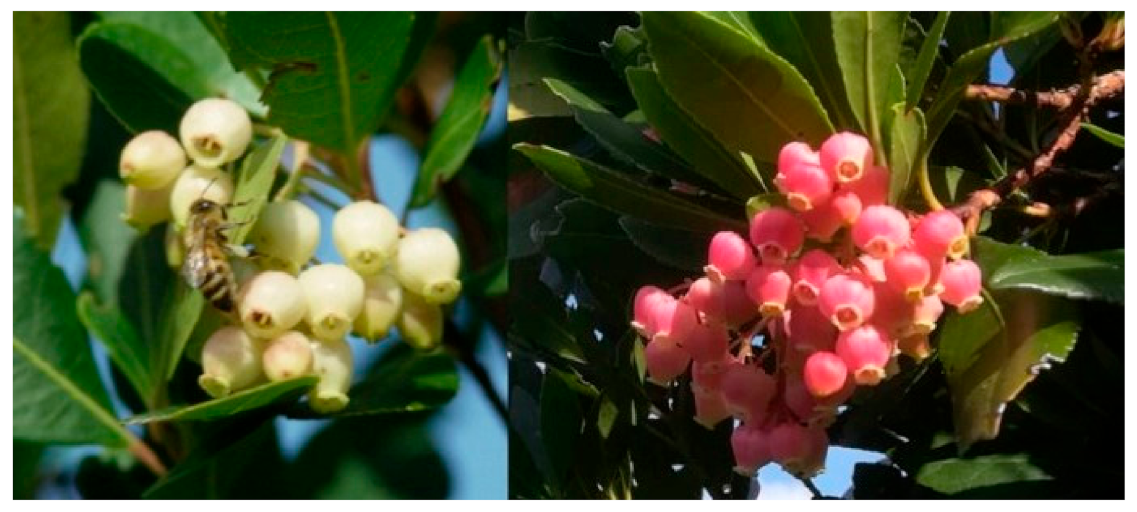 Antioxidants 10 00506 g001 Antioxidants 10 00506 g001