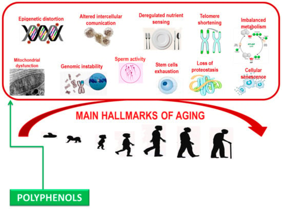 kobe ​​biogenezis anti aging
