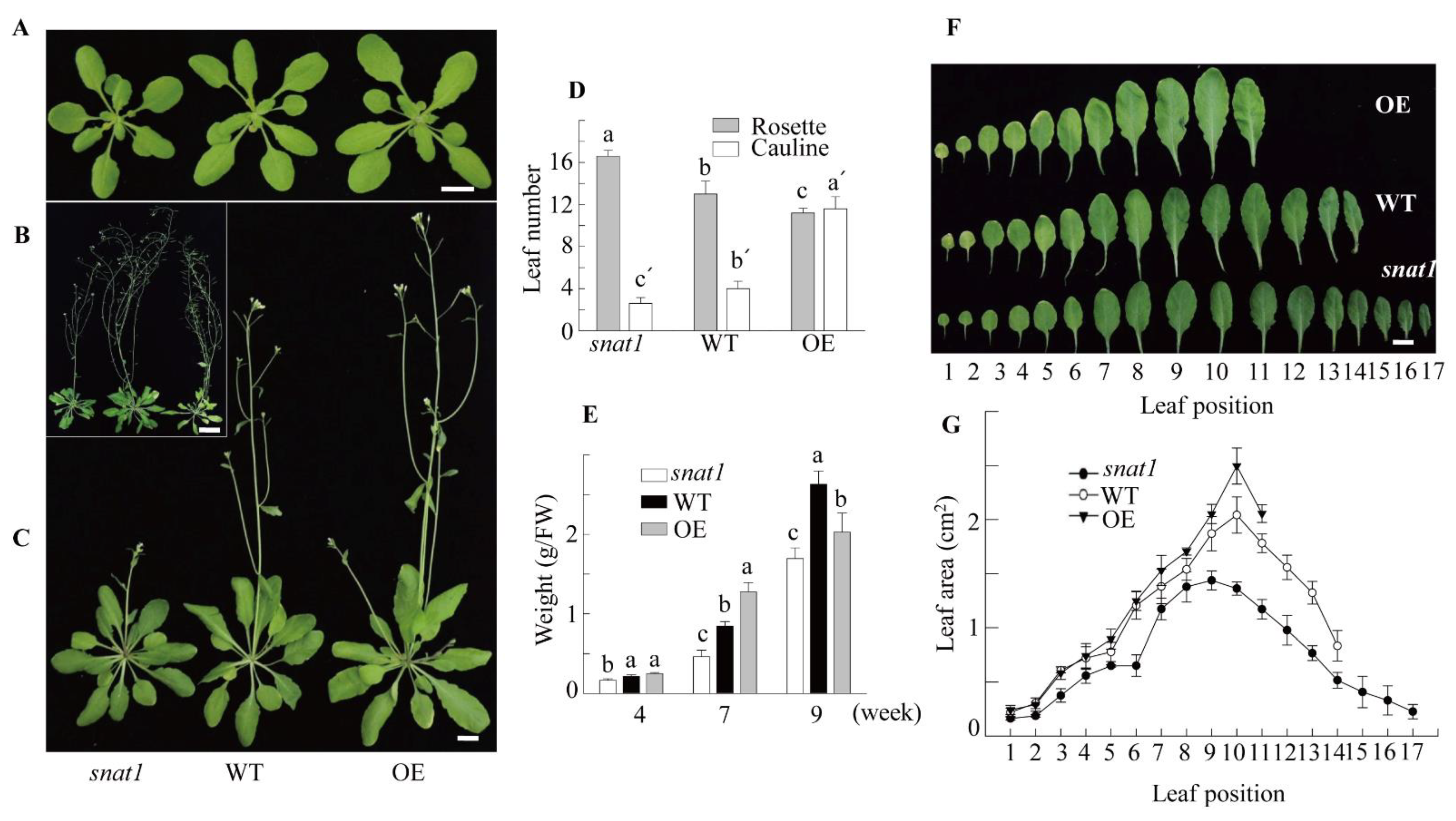 Antioxidants 10 00511 g001 Antioxidants 10 00511 g001
