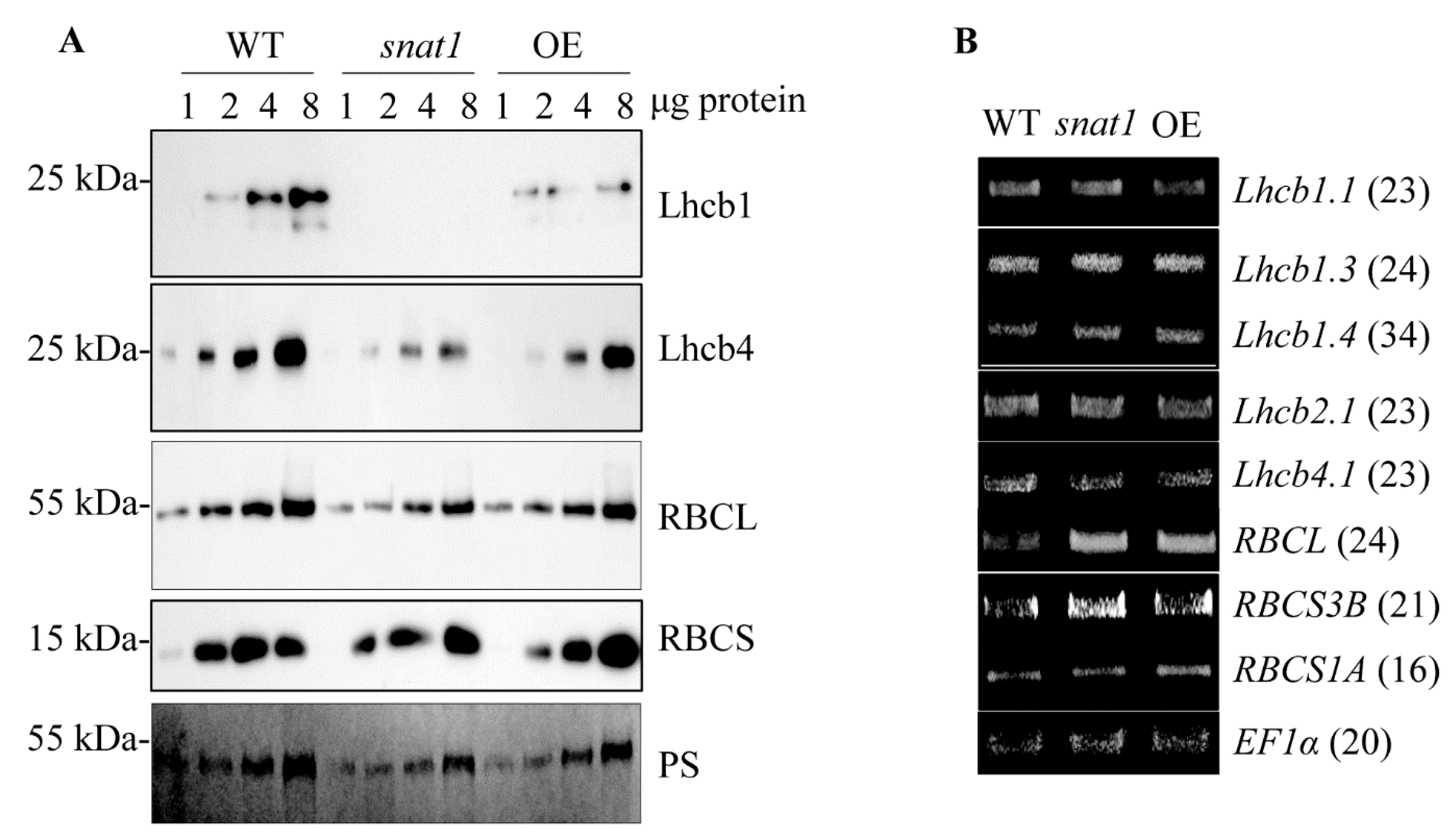 Antioxidants 10 00511 g003 Antioxidants 10 00511 g003