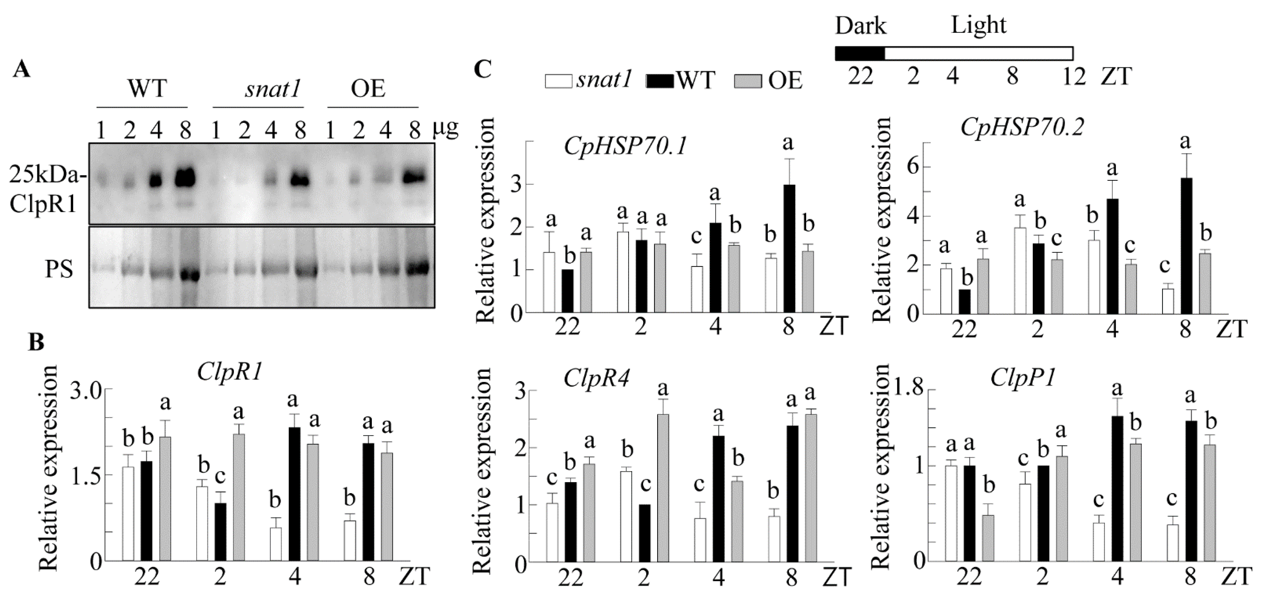 Antioxidants 10 00511 g004 Antioxidants 10 00511 g004