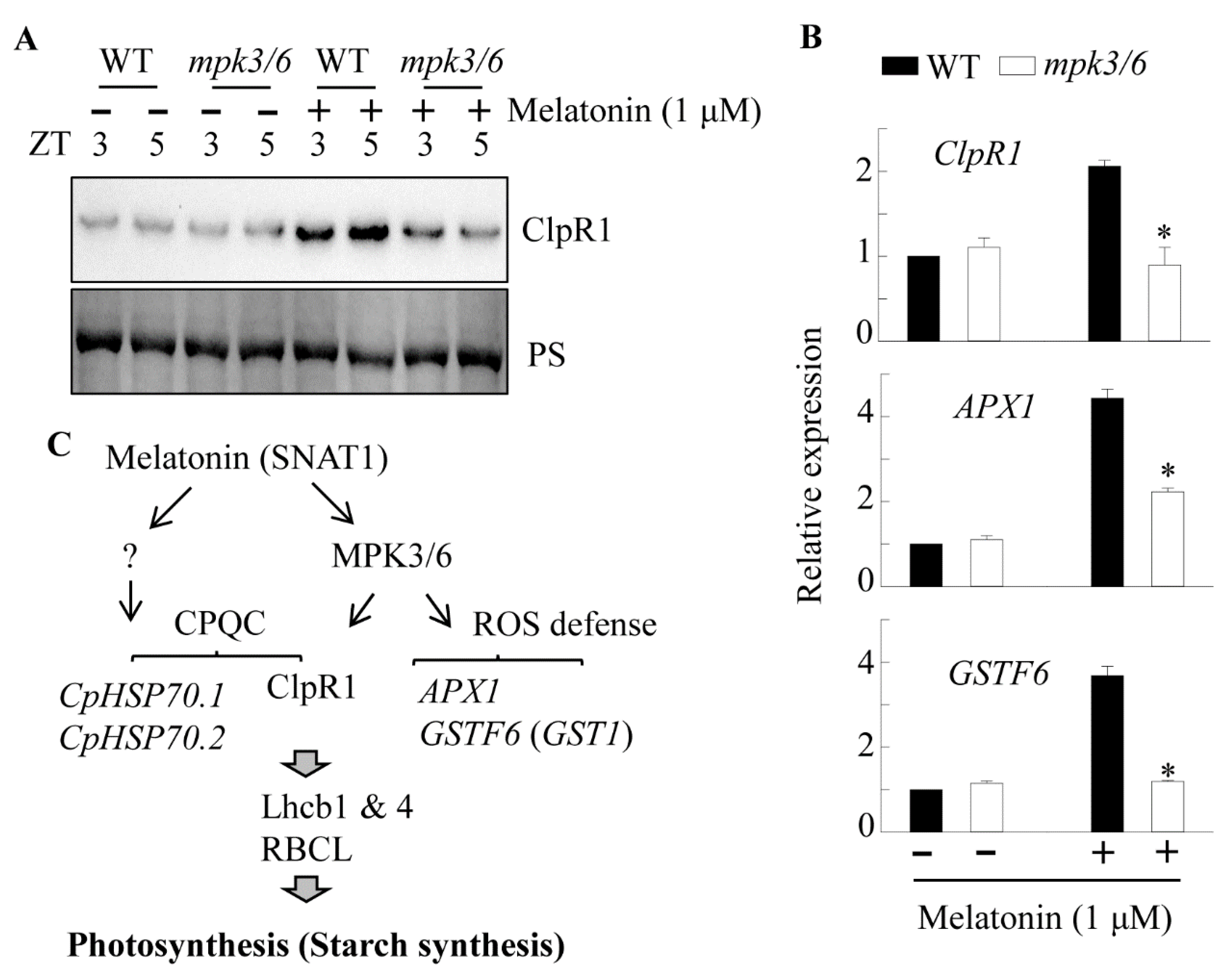 Antioxidants 10 00511 g008 Antioxidants 10 00511 g008