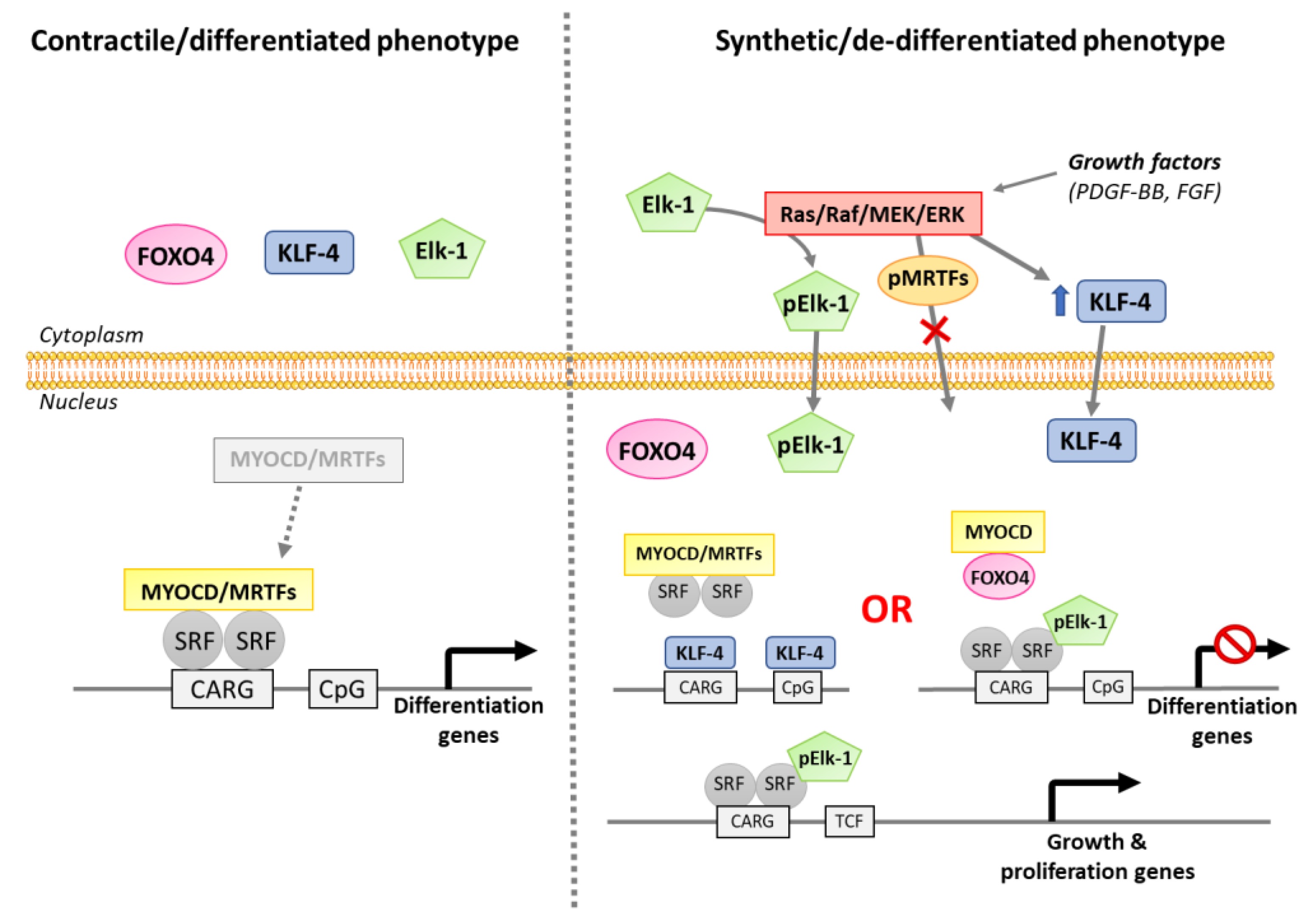 Antioxidants 10 00516 g003 Antioxidants 10 00516 g003