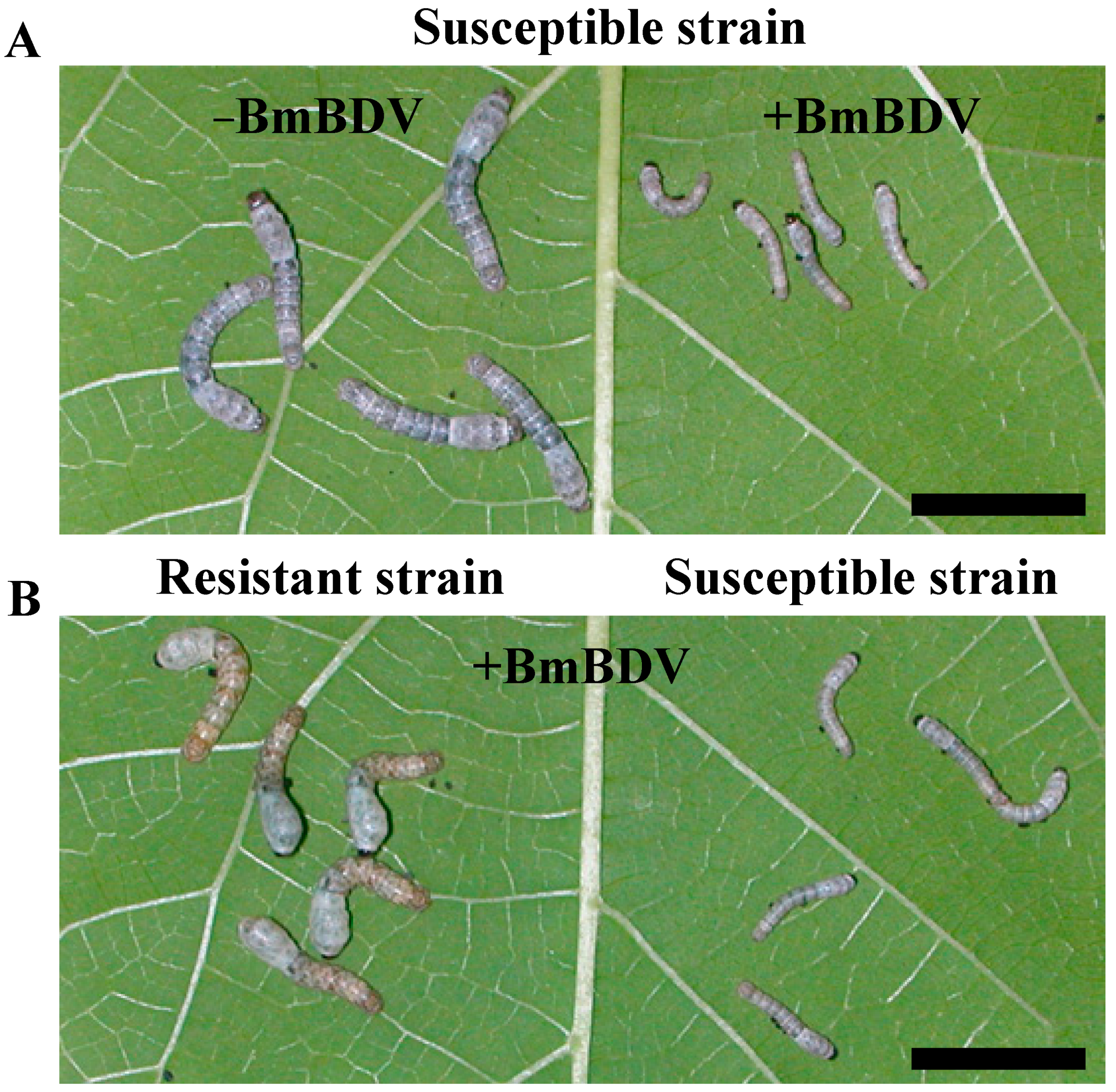 Antioxidants 10 00522 g001 Antioxidants 10 00522 g001