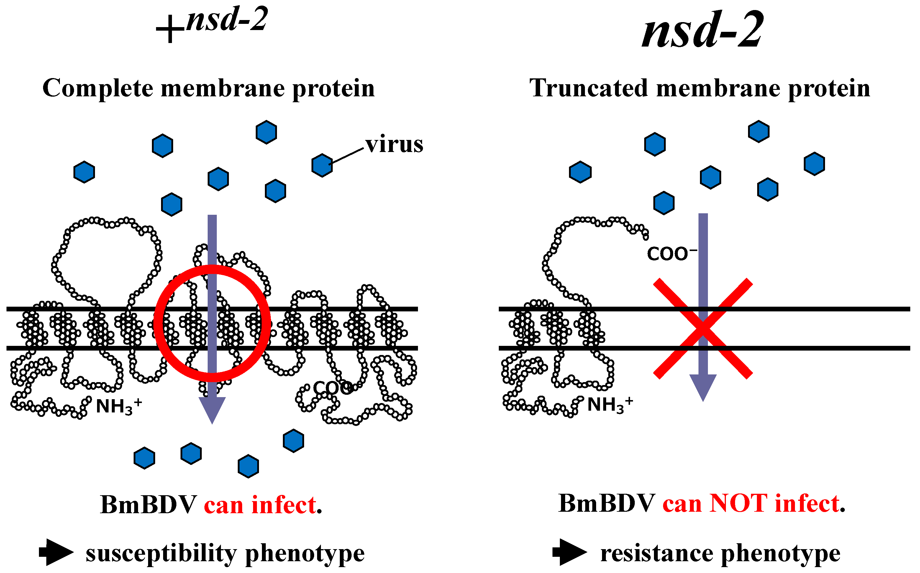 Antioxidants 10 00522 g002 Antioxidants 10 00522 g002