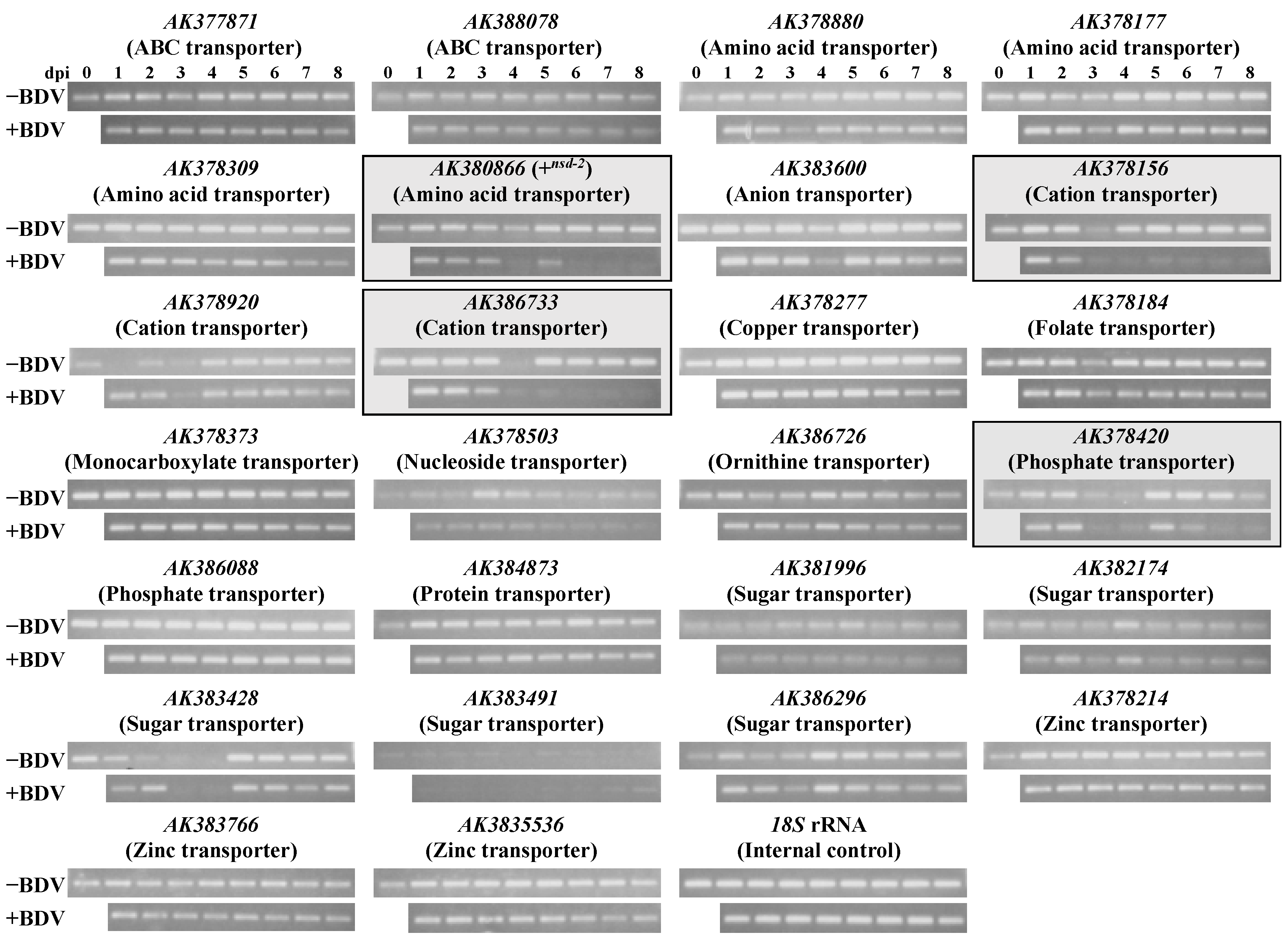 Antioxidants 10 00522 g005 Antioxidants 10 00522 g005